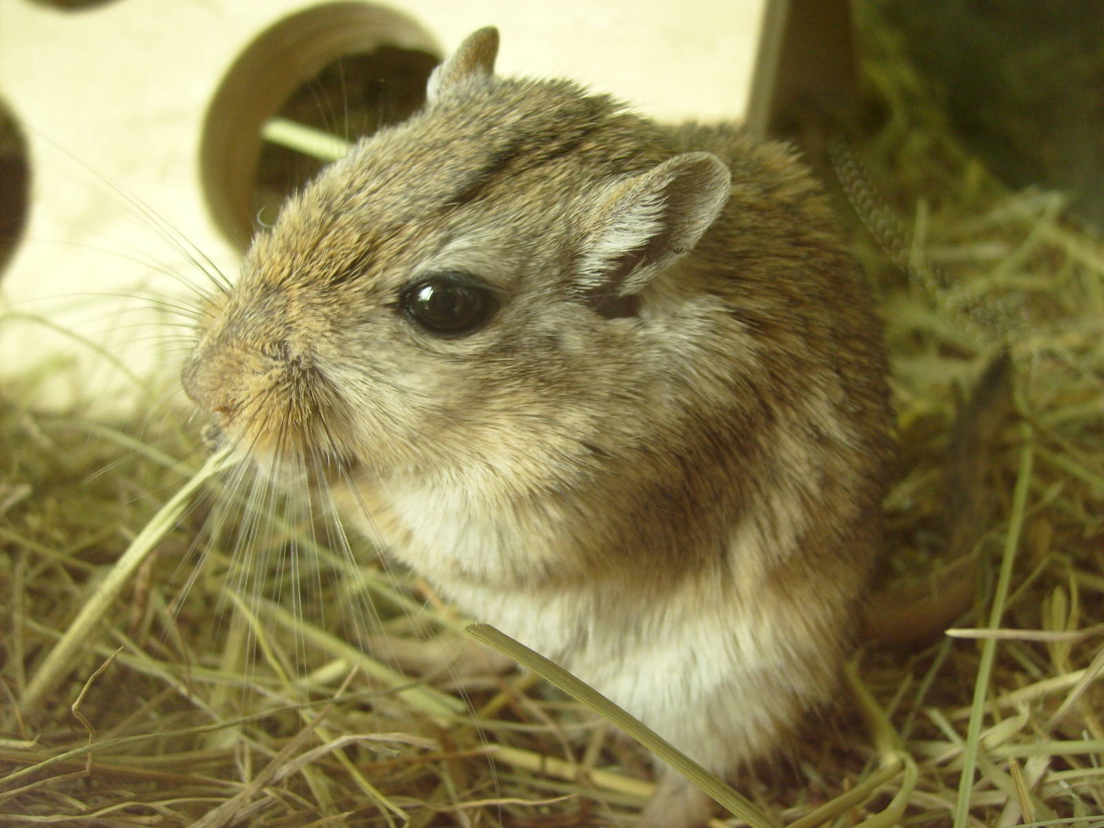 Mongolian gerbil/Meriones unguiculatus