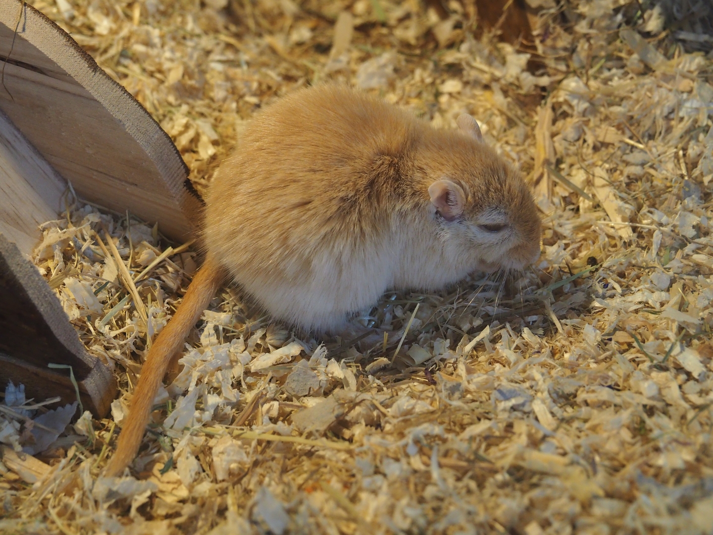 Mongolian gerbil (Meriones unguiculatus)