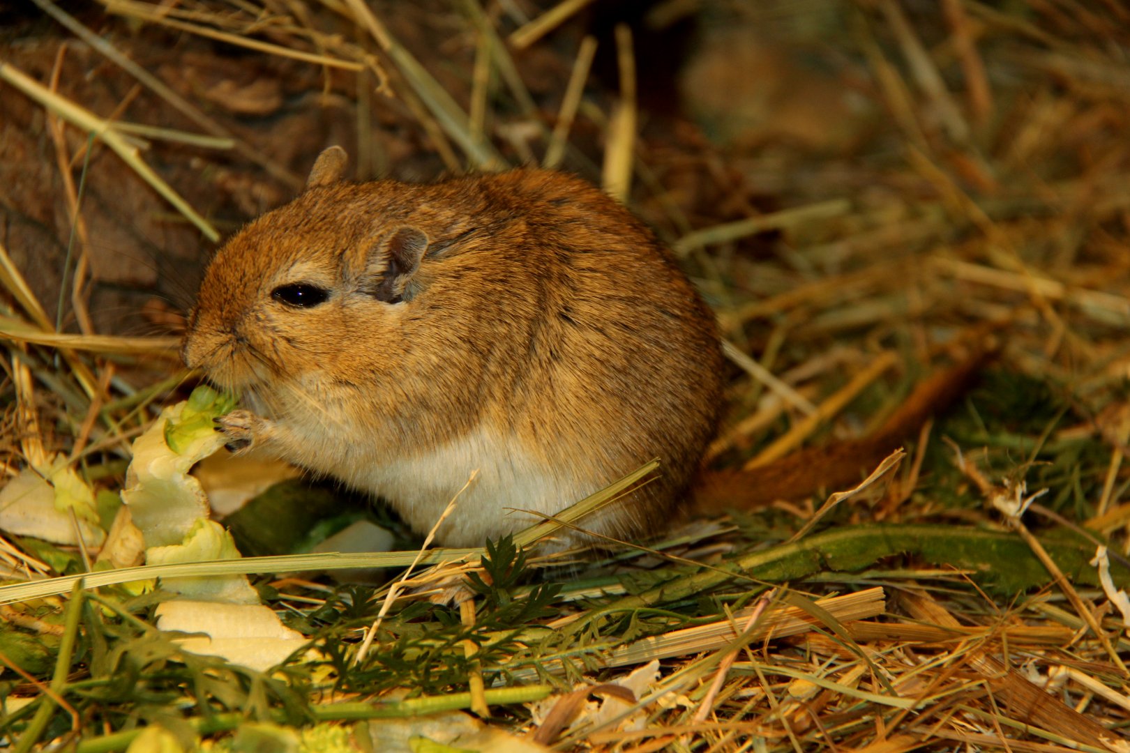 Mongolian gerbil (Meriones unguiculatus)