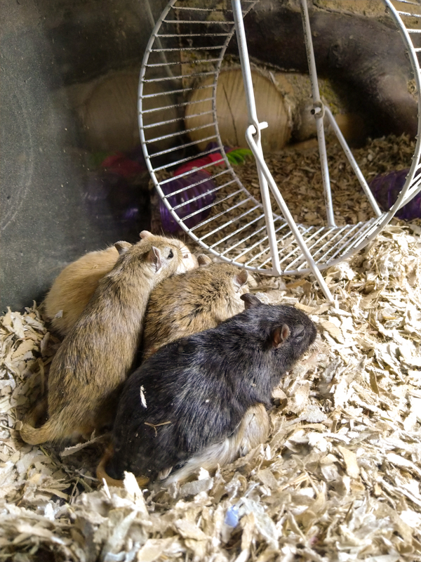 Mongolian gerbil (Meriones unguiculatus)