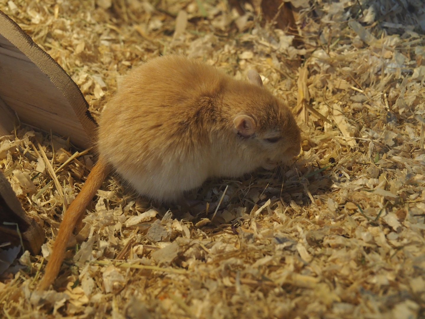 Mongolian gerbil or Mongolian jird (Meriones unguiculatus)