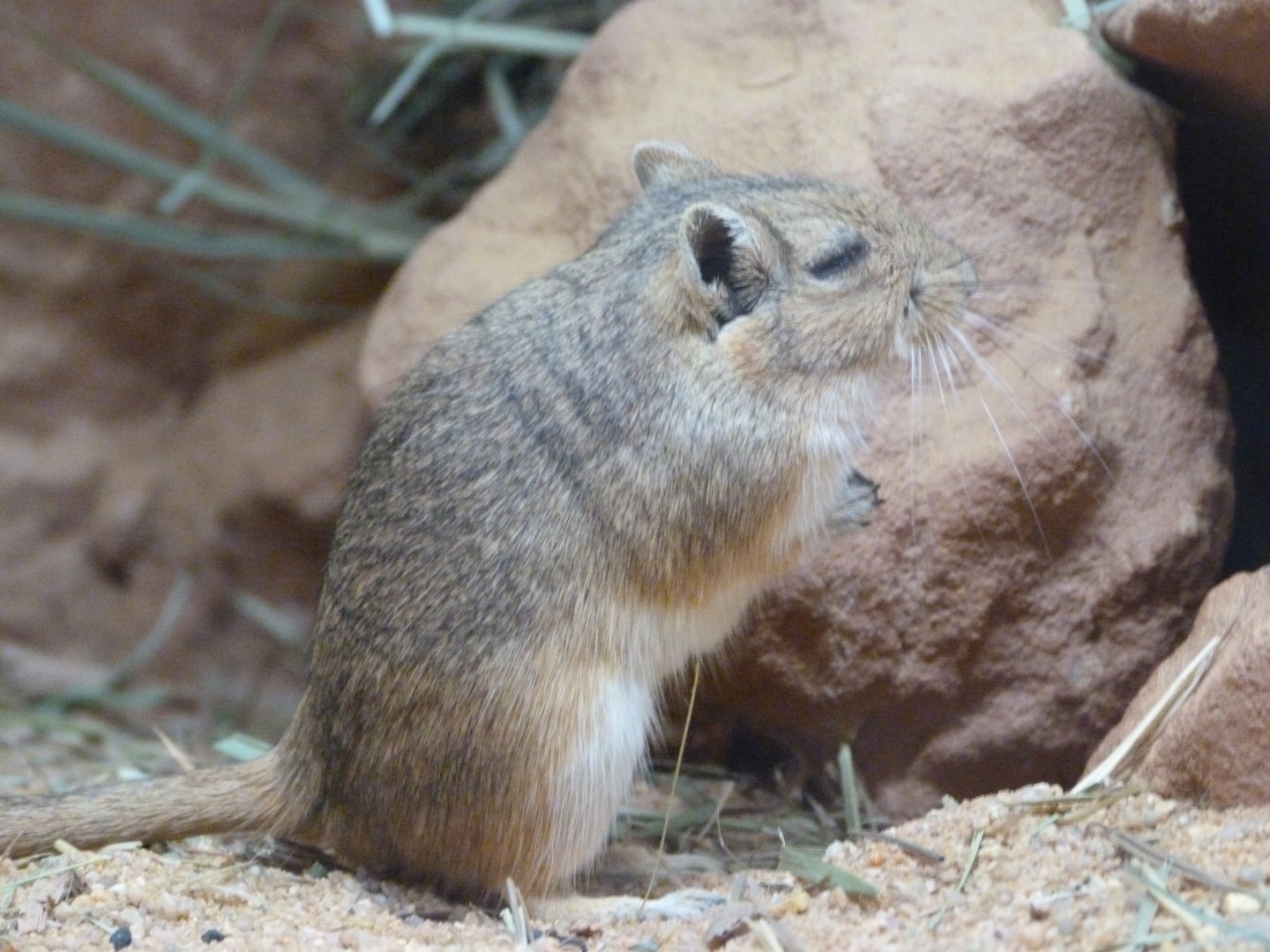 Mongolian gerbil -Zoo Praha (2025)