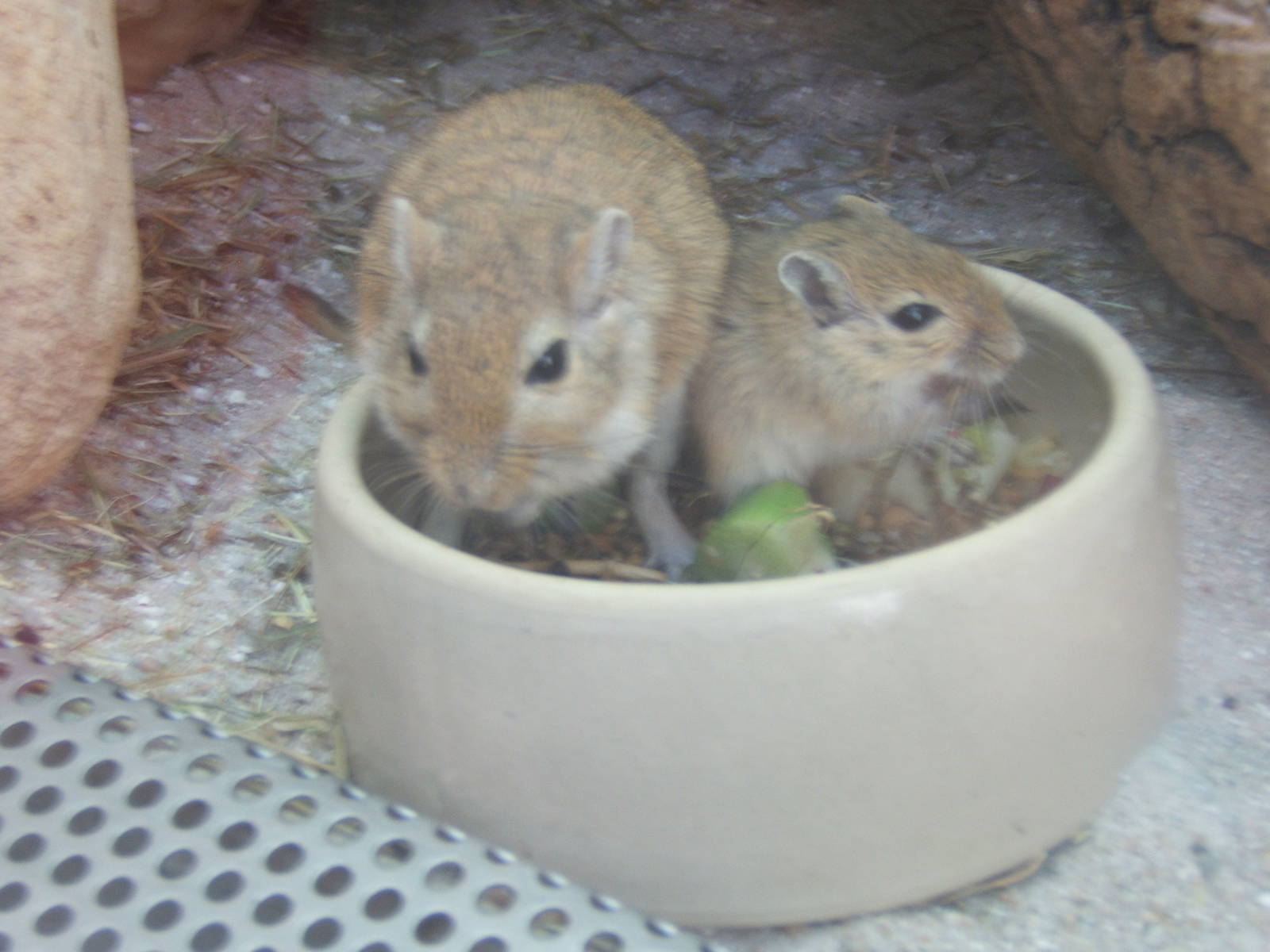Mongolian Gerbil