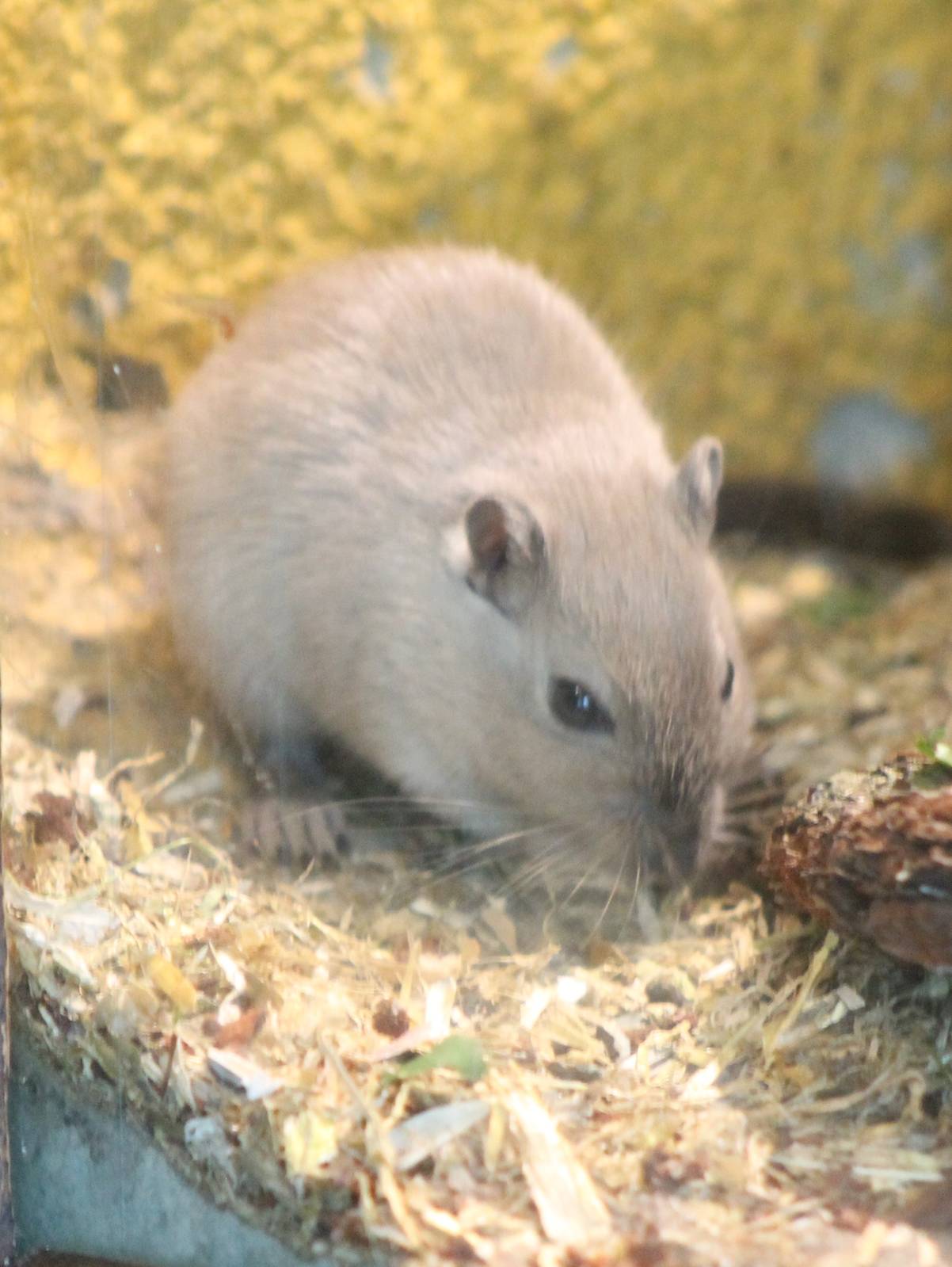 Mongolian gerbil
