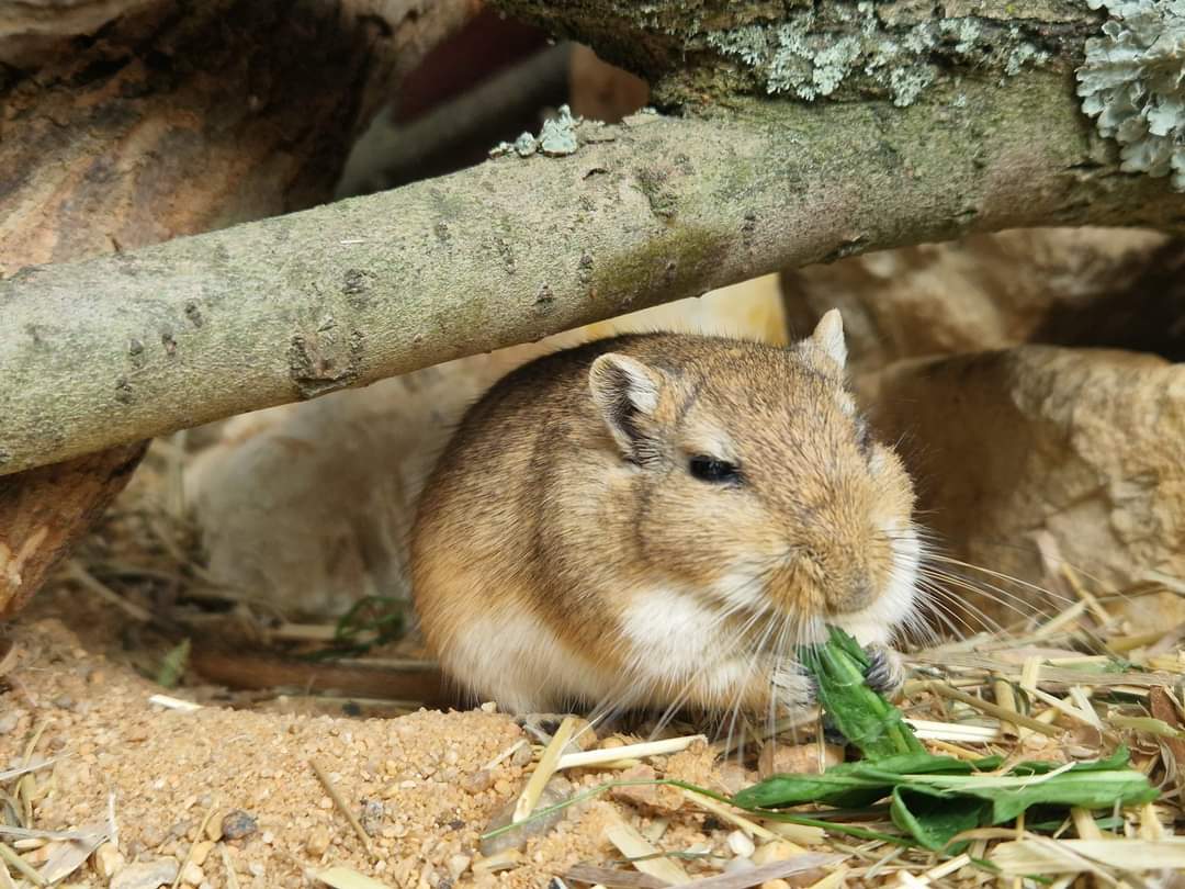 Mongolian Gerbil