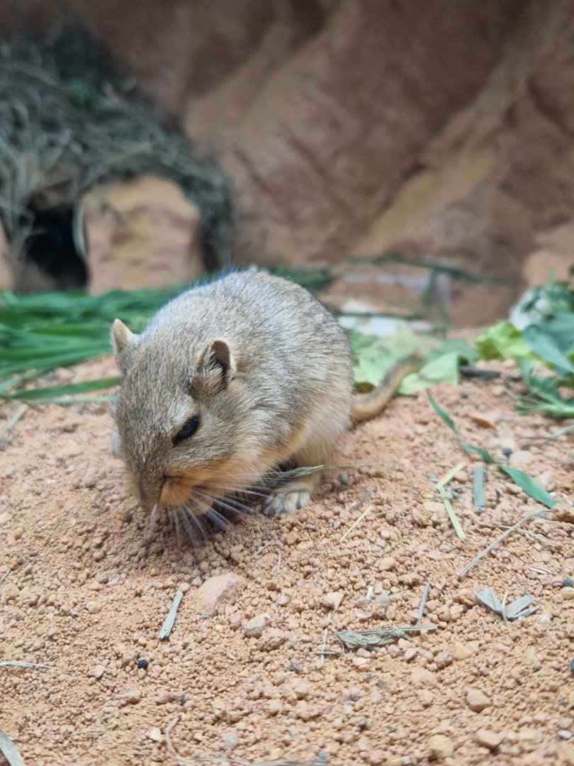Mongolian gerbil