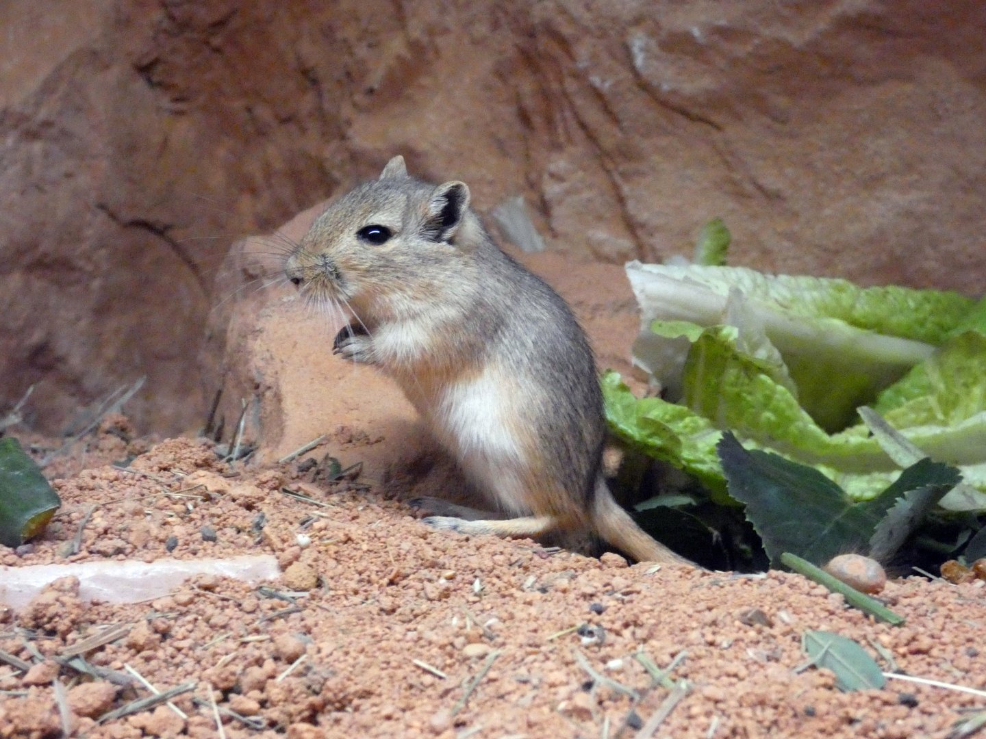 Mongolian gerbil