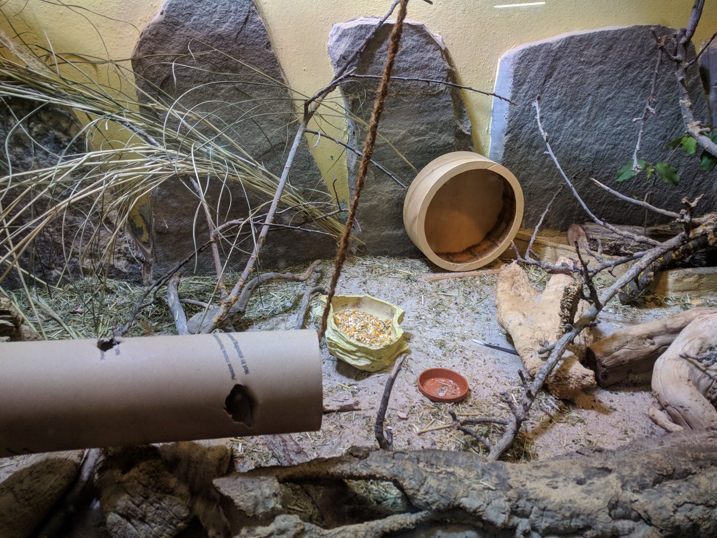 Mongolian gerbill Enclosure