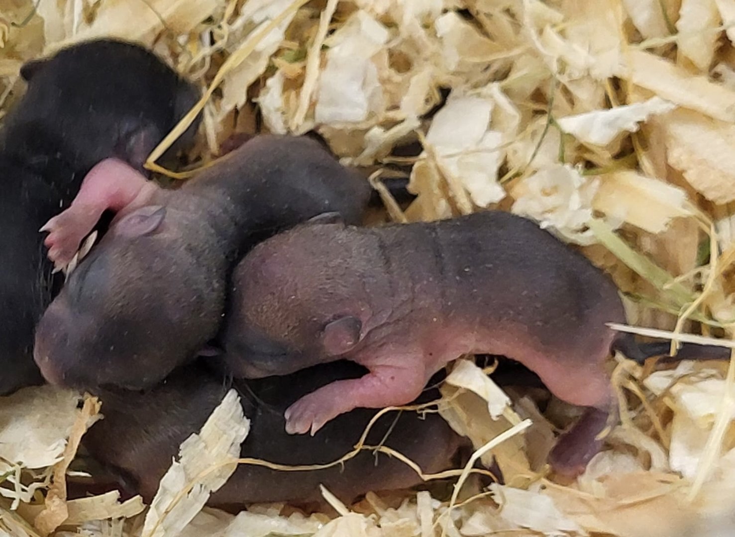 Mongolian gerbils - nestyoung