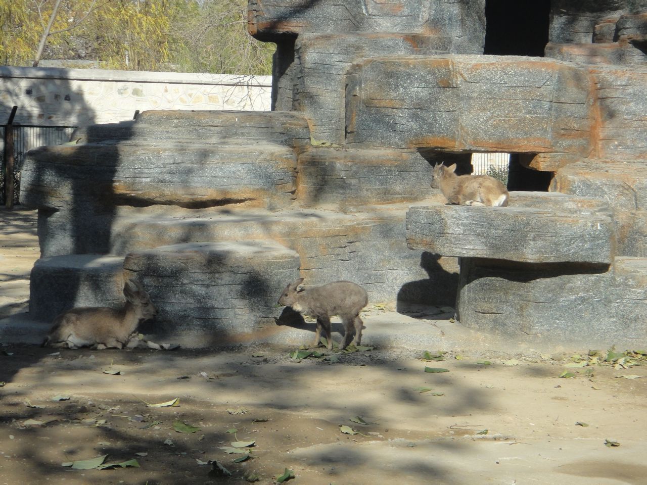 Mongolian ibex (Capra sibirica hagenbecki) and Long-tailed goral (Naemorhed
