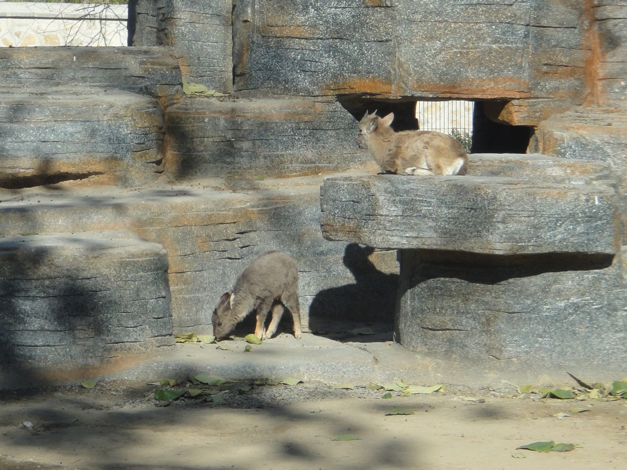 Mongolian ibex (Capra sibirica hagenbecki) and Long-tailed goral (Naemorhed