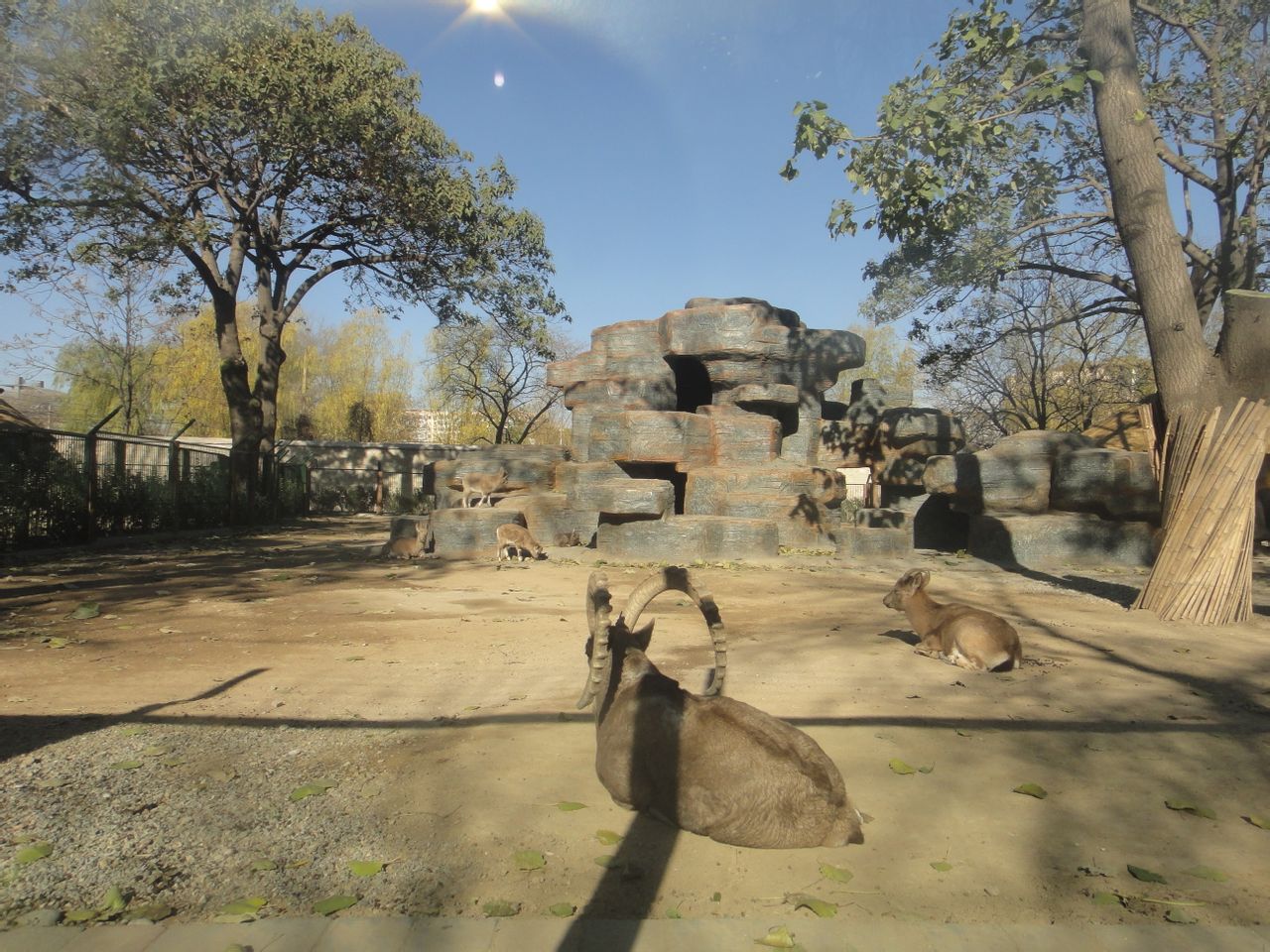 Mongolian ibex (Capra sibirica hagenbecki) exhibit 2013-11-26