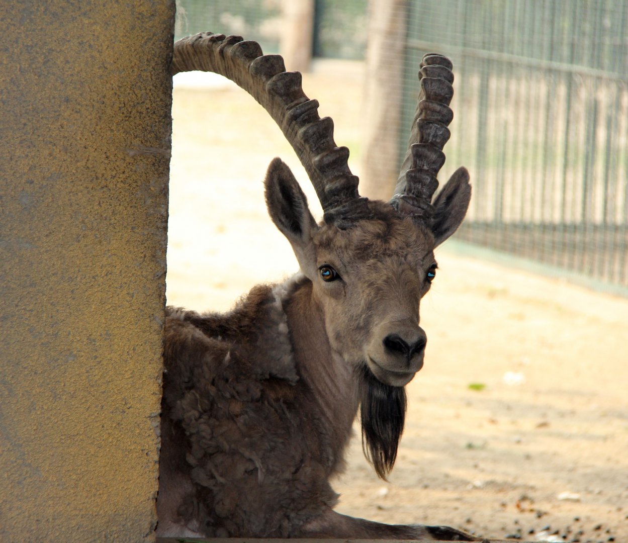 Mongolian ibex (Capra sibirica hagenbecki)