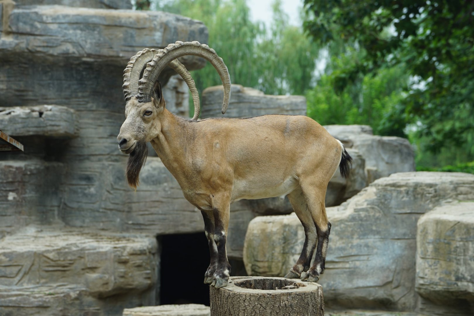 Mongolian Ibex