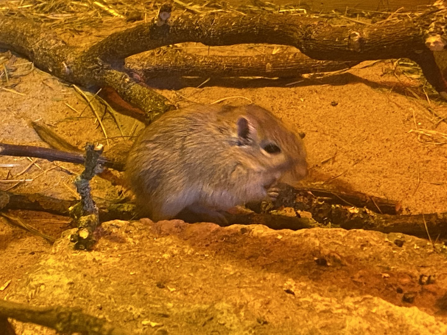 Mongolian jird 280423