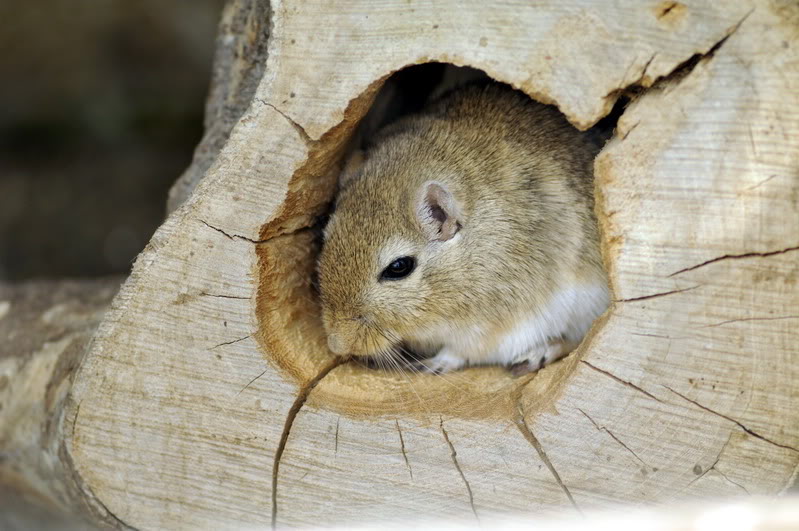 Mongolian jird at Wismar