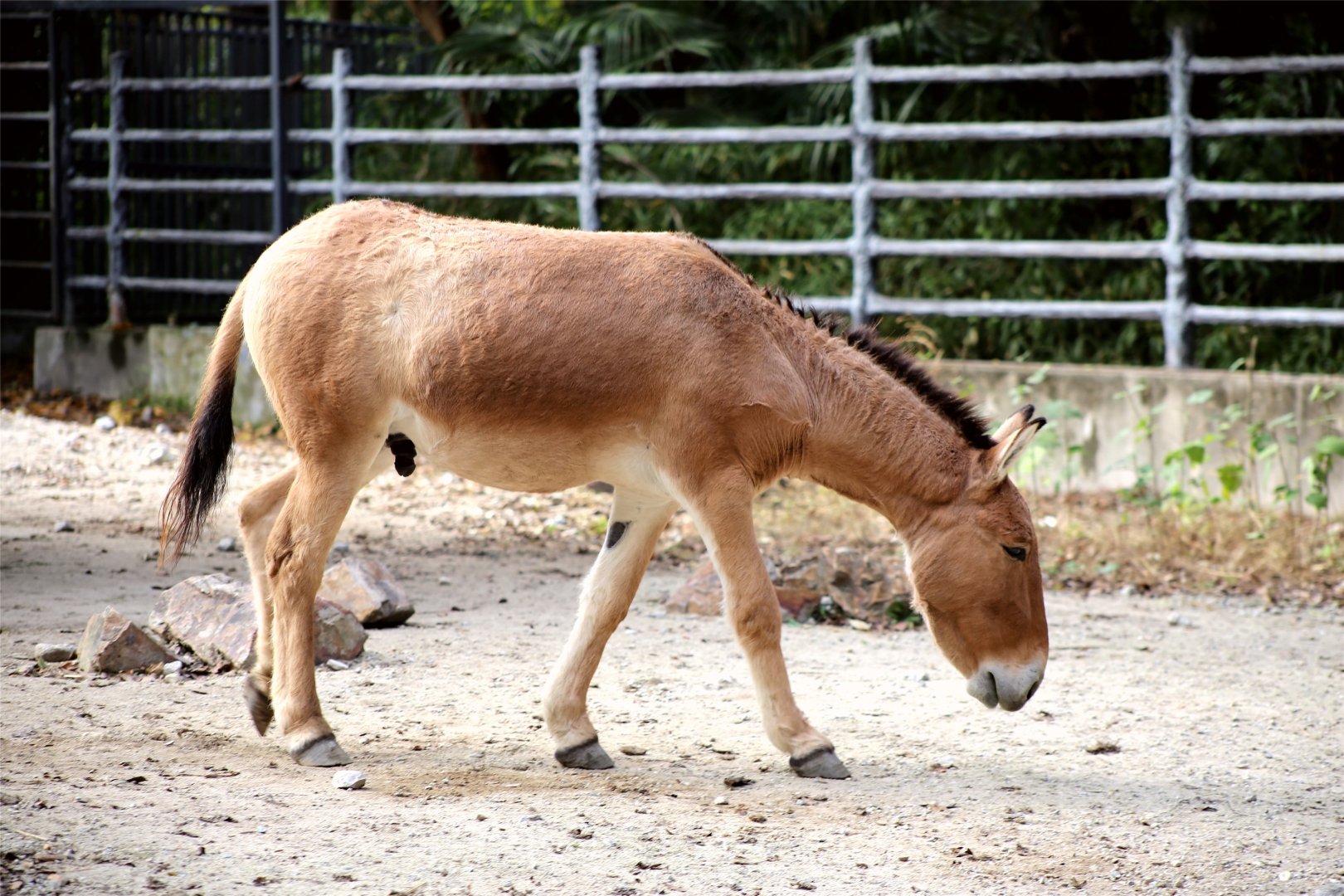 Mongolian Kulan (Equus hemionus hemionus)