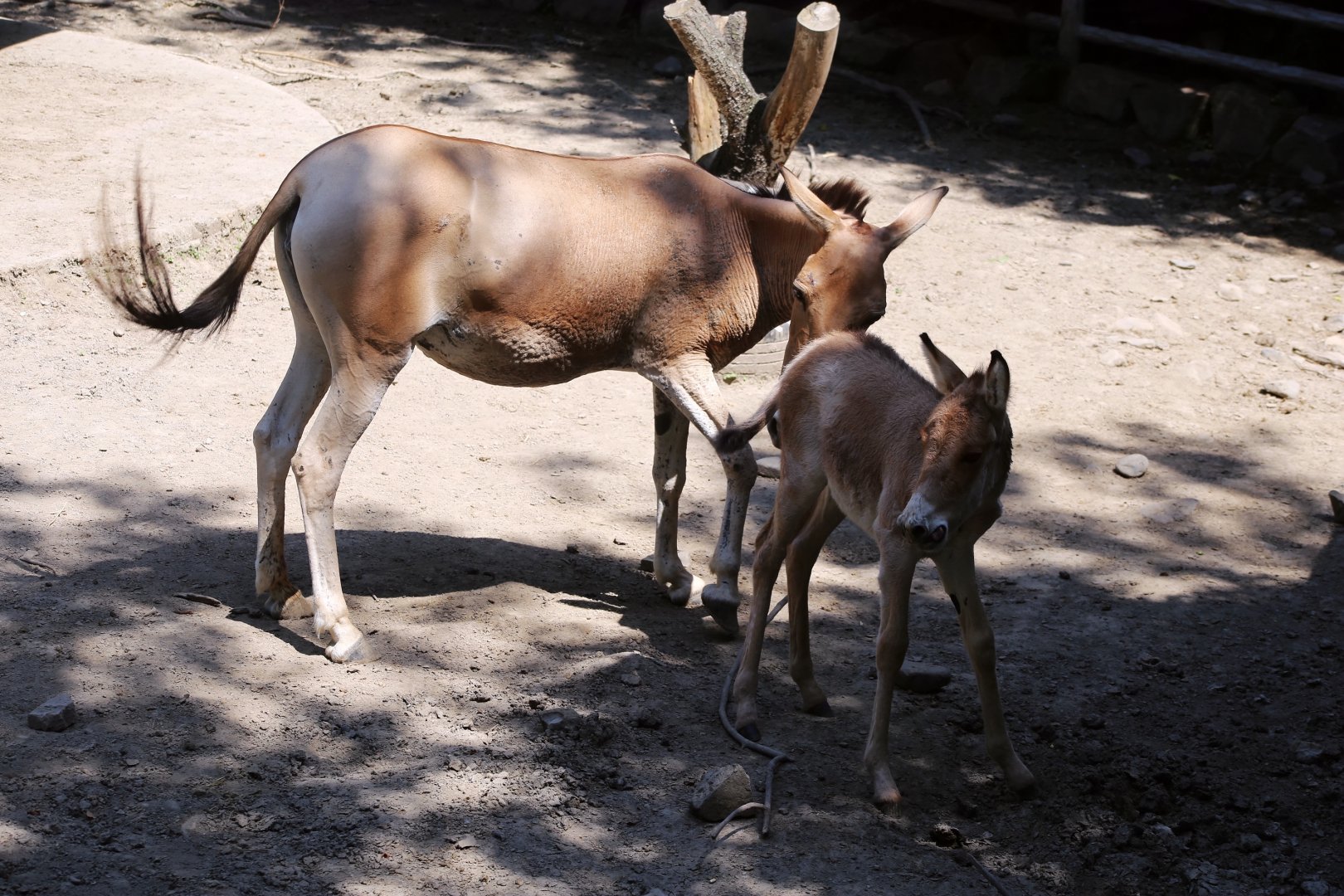 Mongolian Kulan with Foal