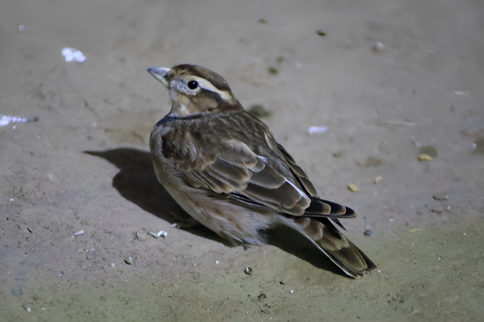 Mongolian Lark (Melanocorypha mongolica)