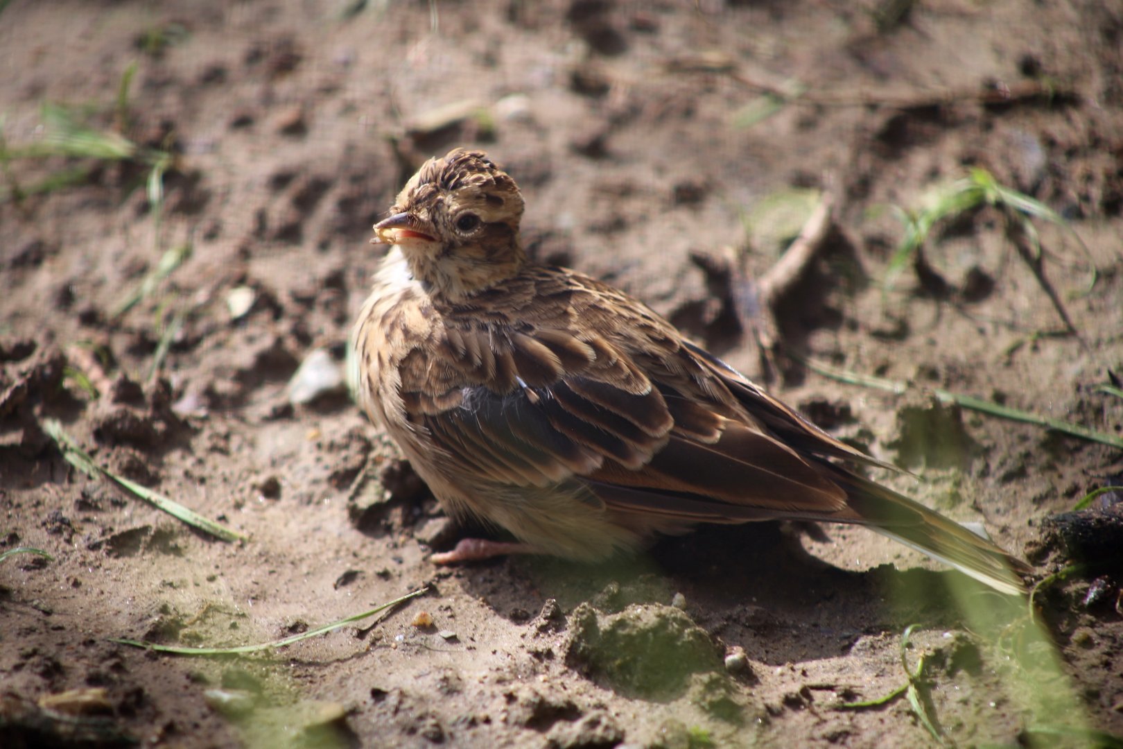 Mongolian Lark (Melanocorypha mongolica)