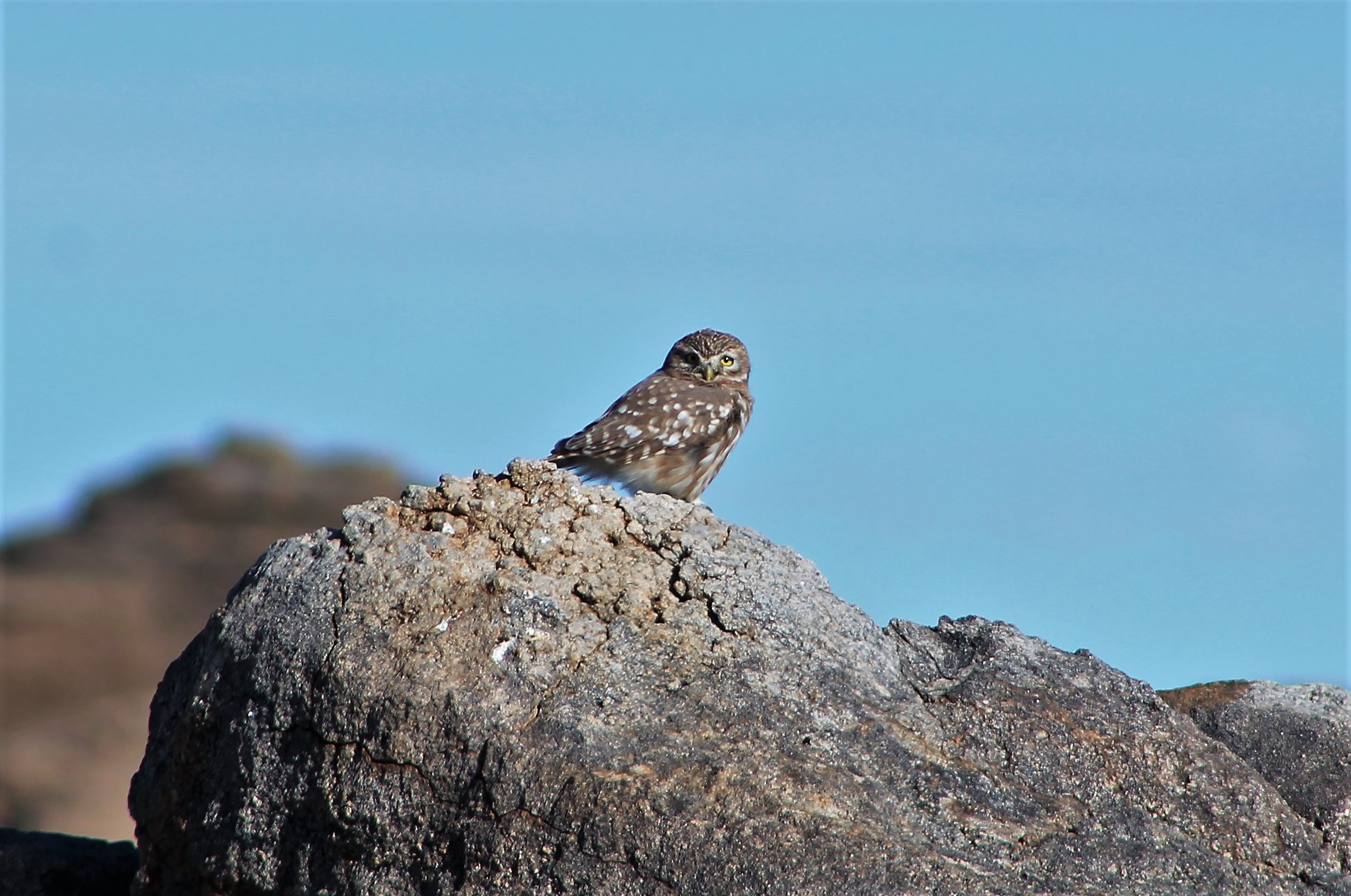 Mongolian Little Owl (Athene noctua plumipes)
