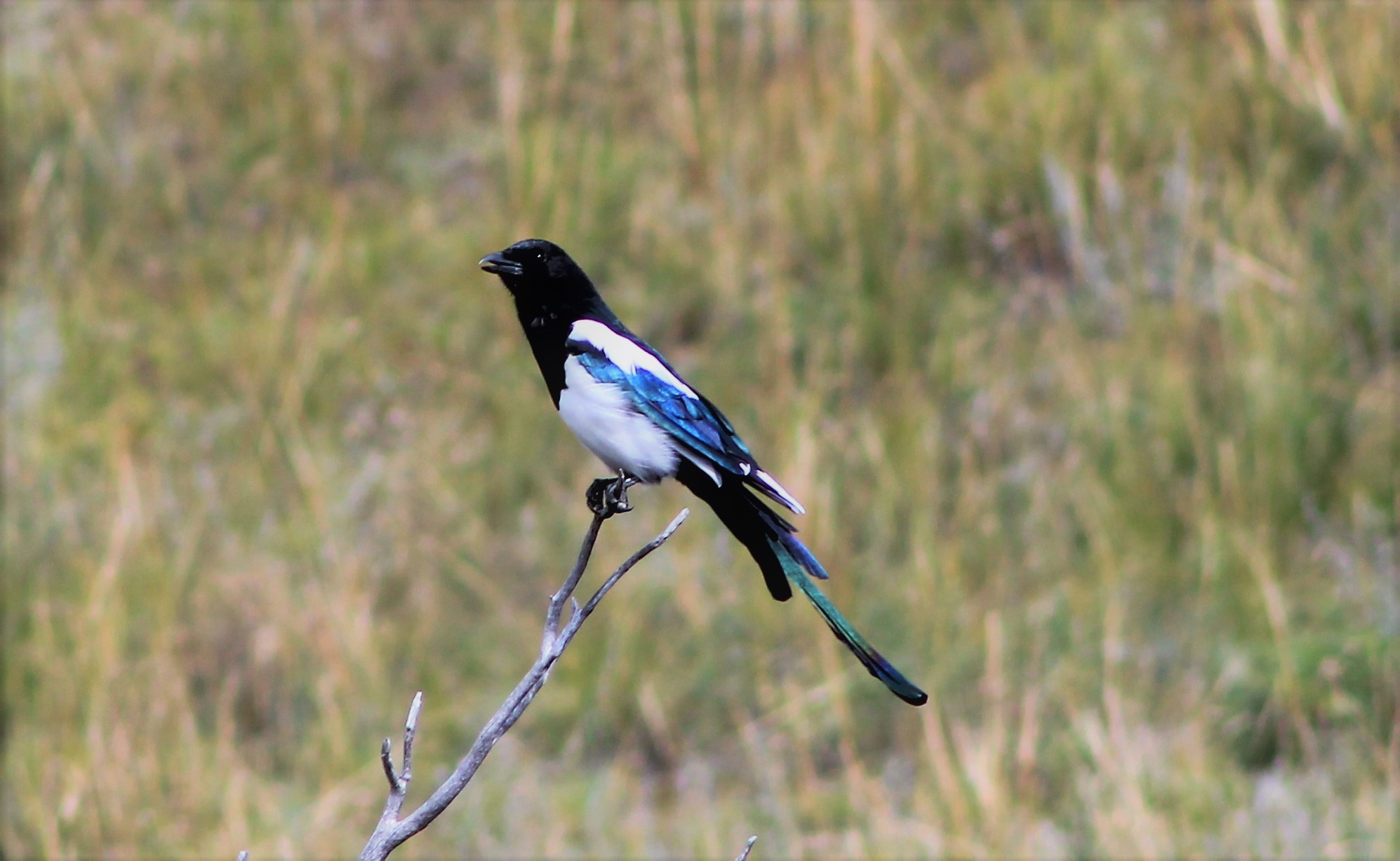 Mongolian Magpie (Pica pica leucoptera)