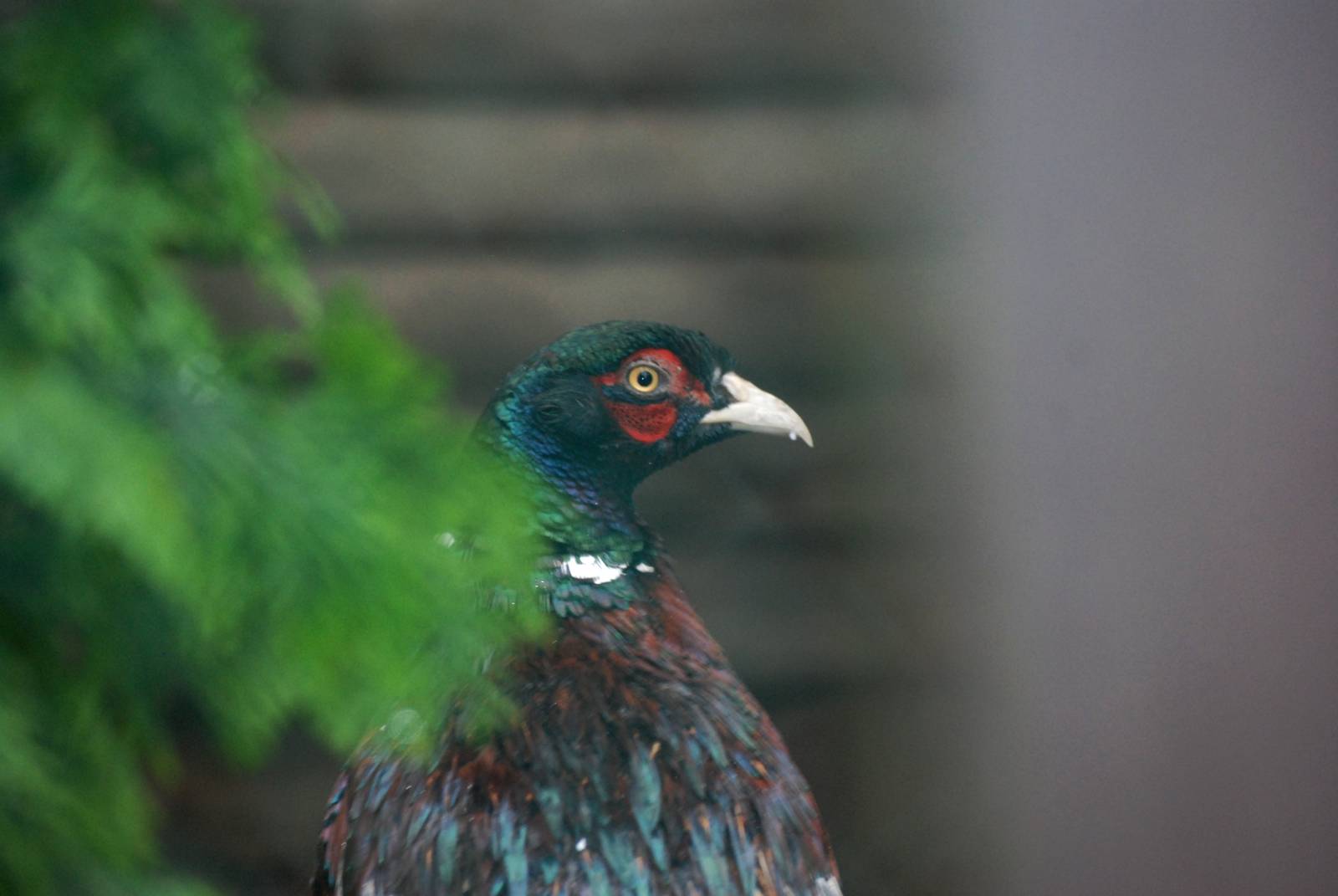 Mongolian Pheasant at Pilsen, 31/08/12
