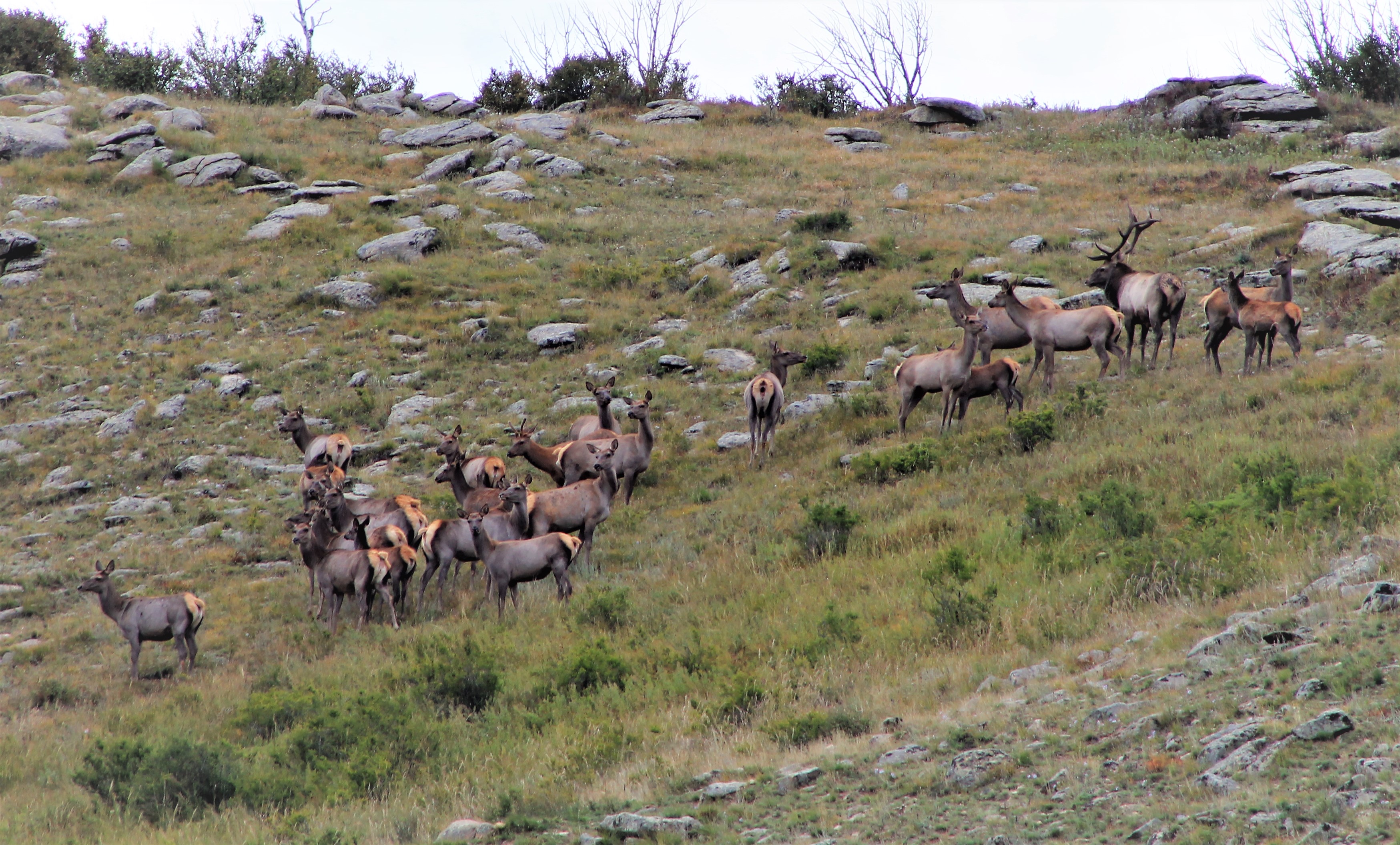 Mongolian Red Deer (Cervus canadensis sibiricus)