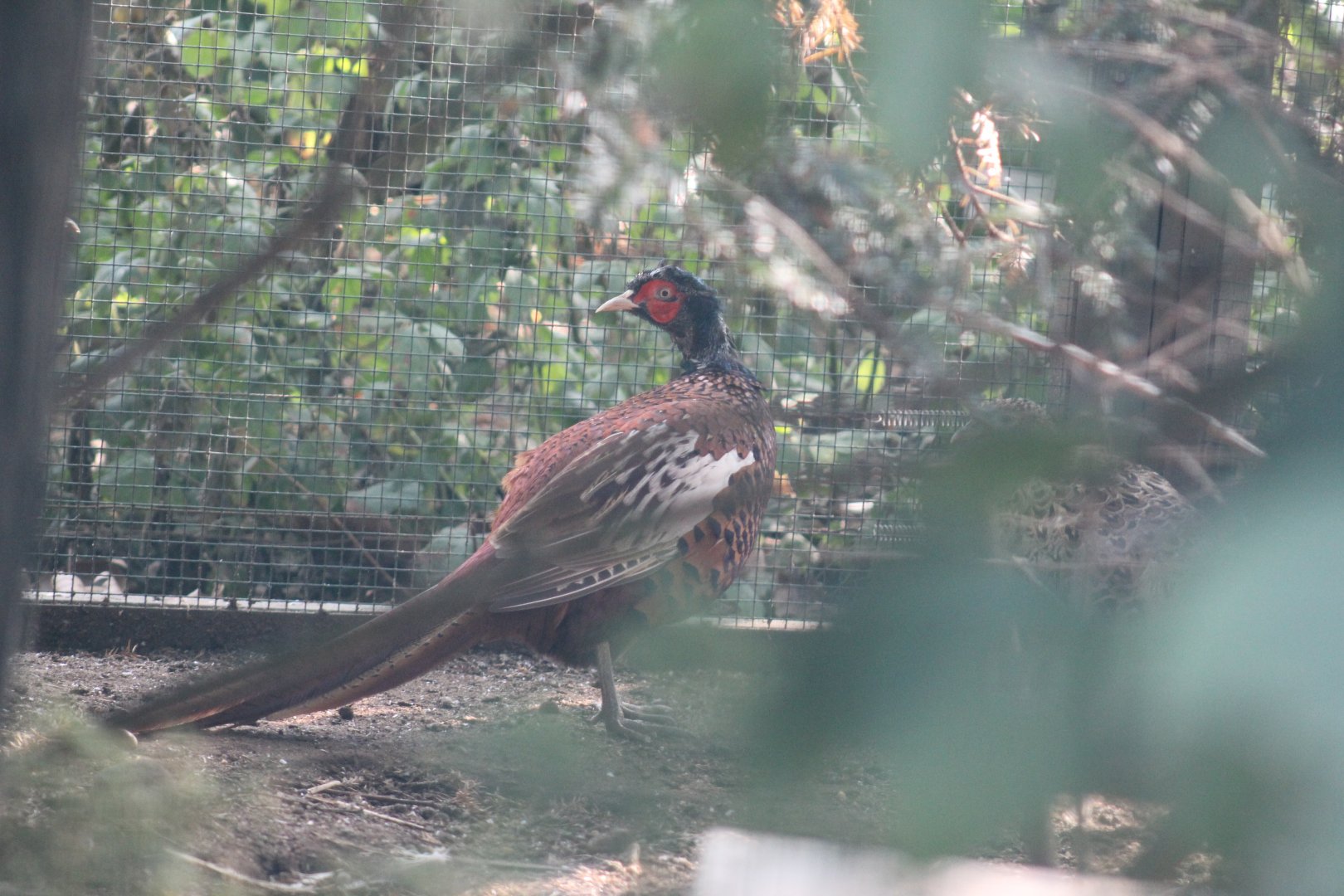 Mongolian Ring-Necked Pheasant