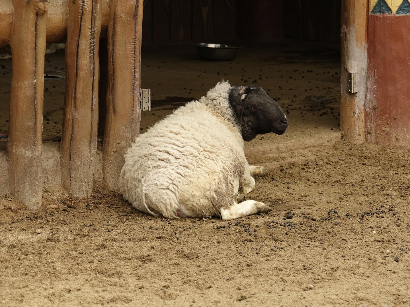 Mongolian sheep - 16.04.2018