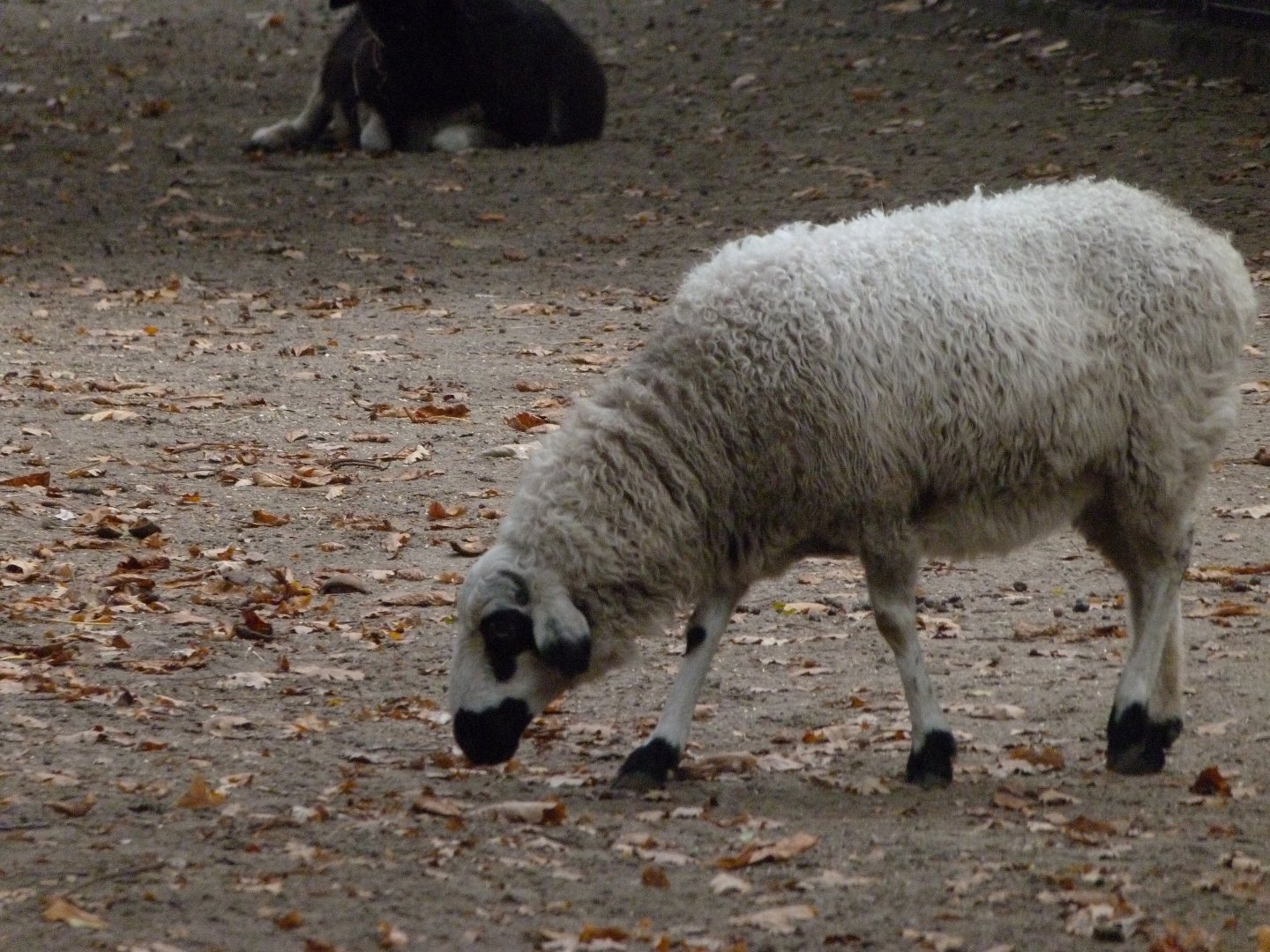 Mongolian sheep -Tierpark Berlin (2024)