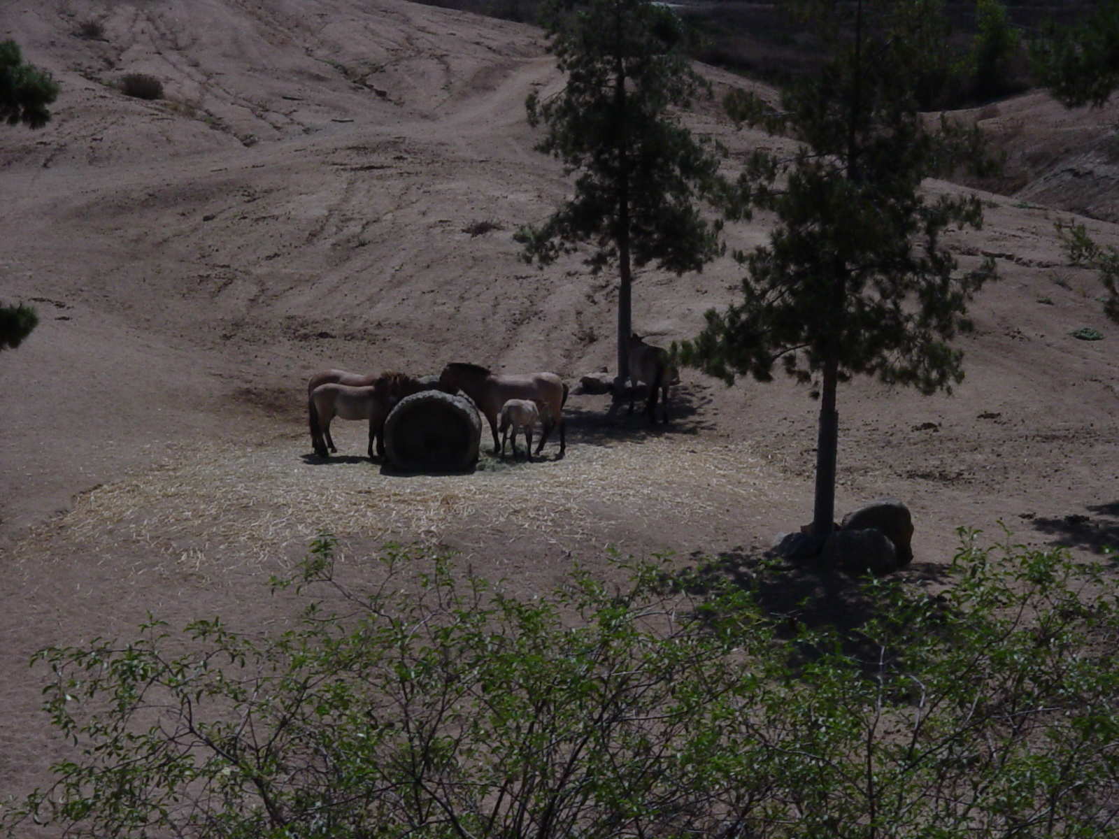 Mongolian Steppe - Przewalski's Horse