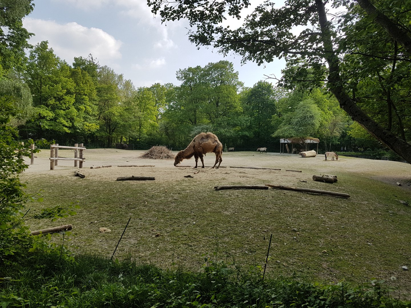 Mongolian Steppe with Bactrian Camel and Przewalski Horse