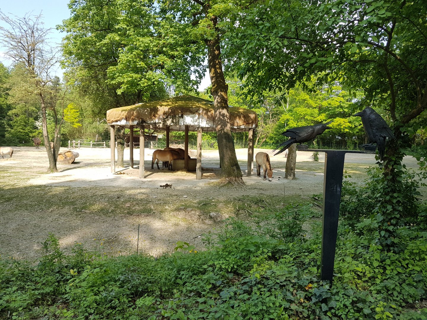Mongolian Steppe with Bactrian Camel and Przewalski Horse