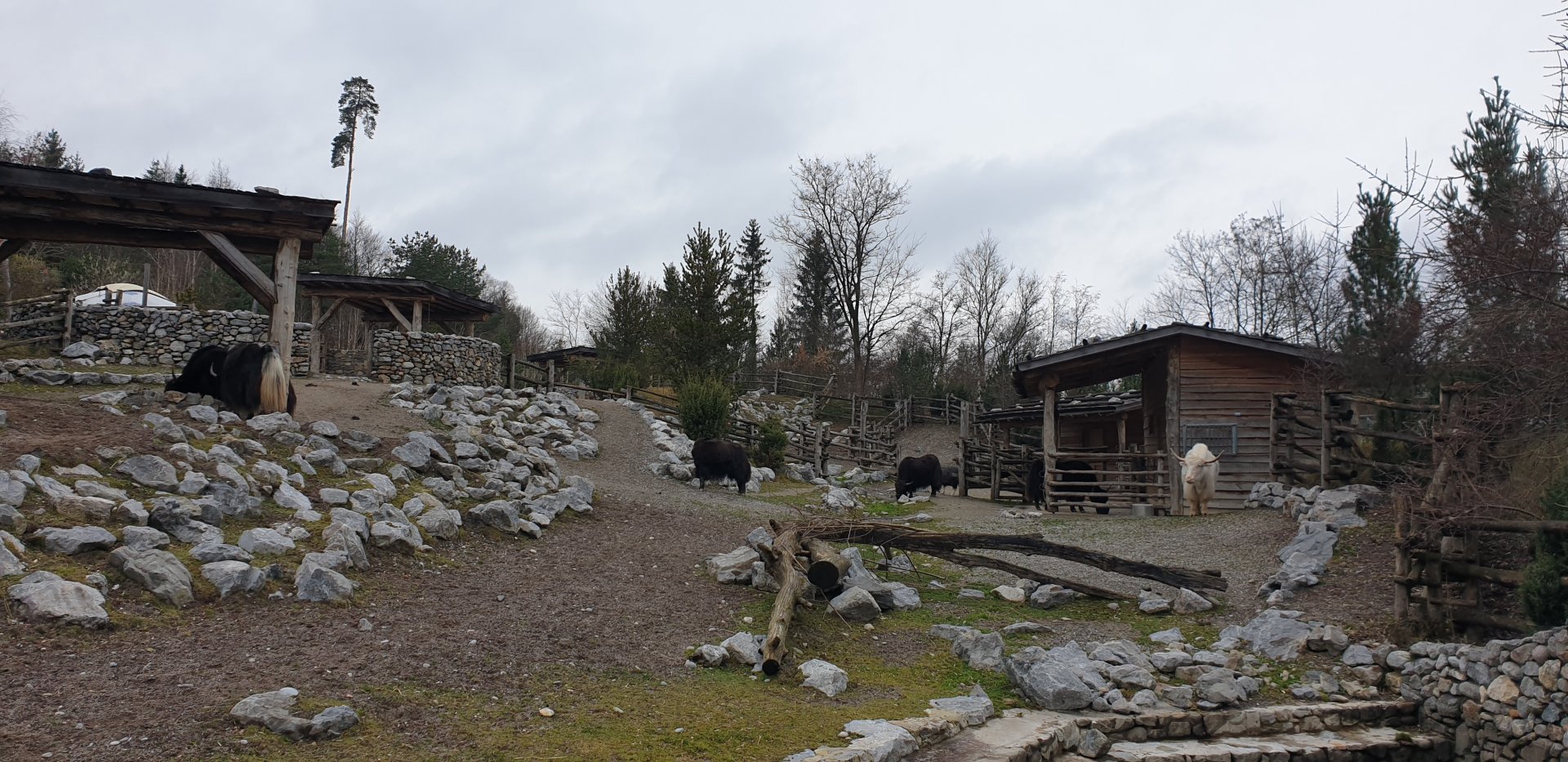 Mongolian steppe, Yak
