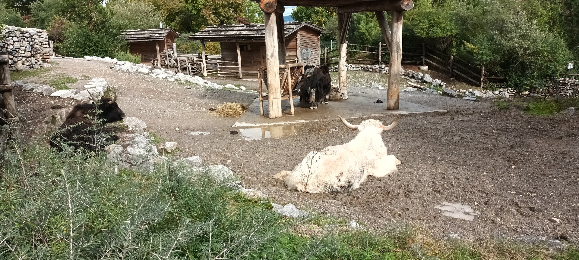 Mongolian Steppe Yaks