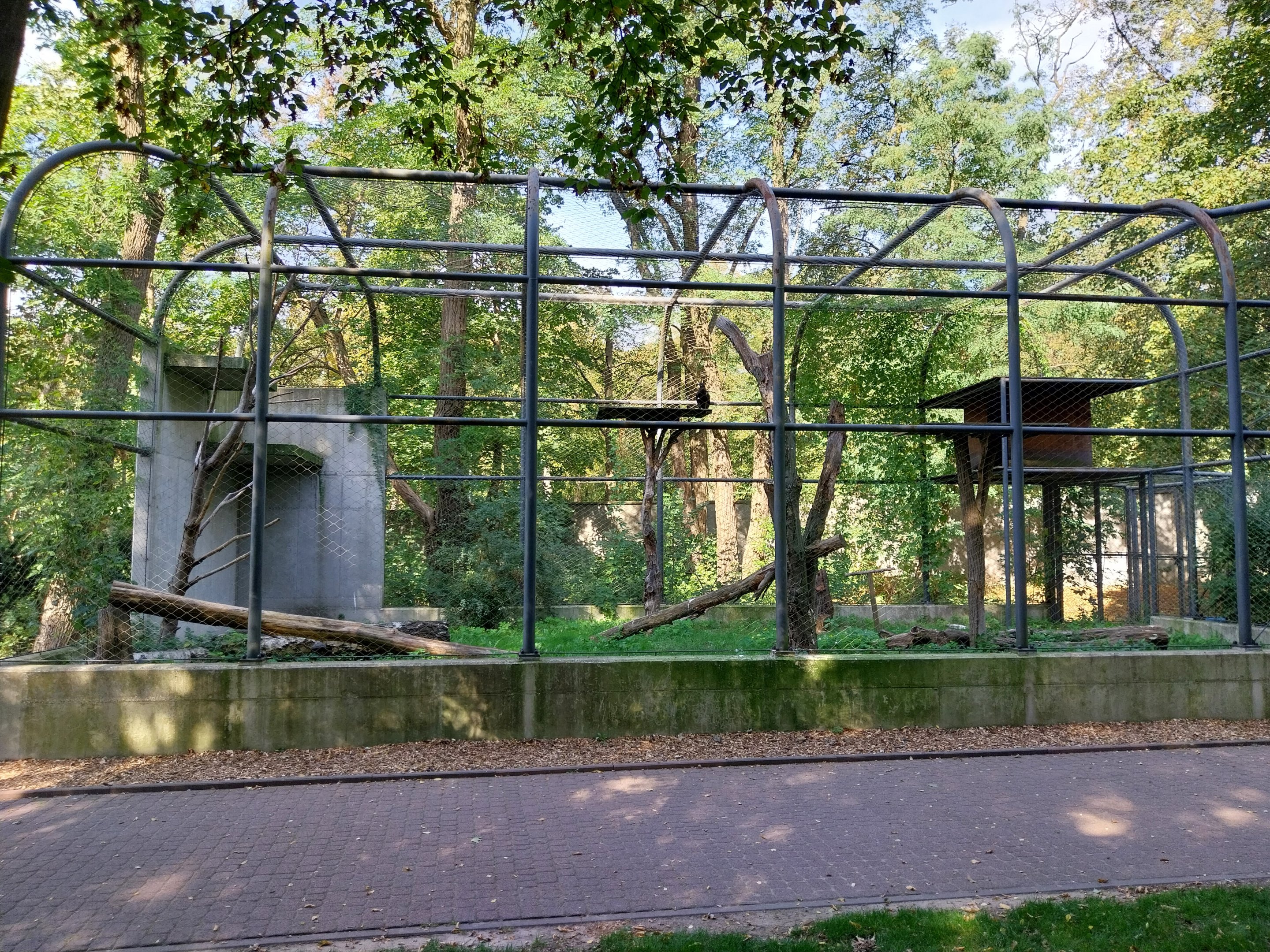 Mongolian Tawny eagle (Aquila nipalensis)