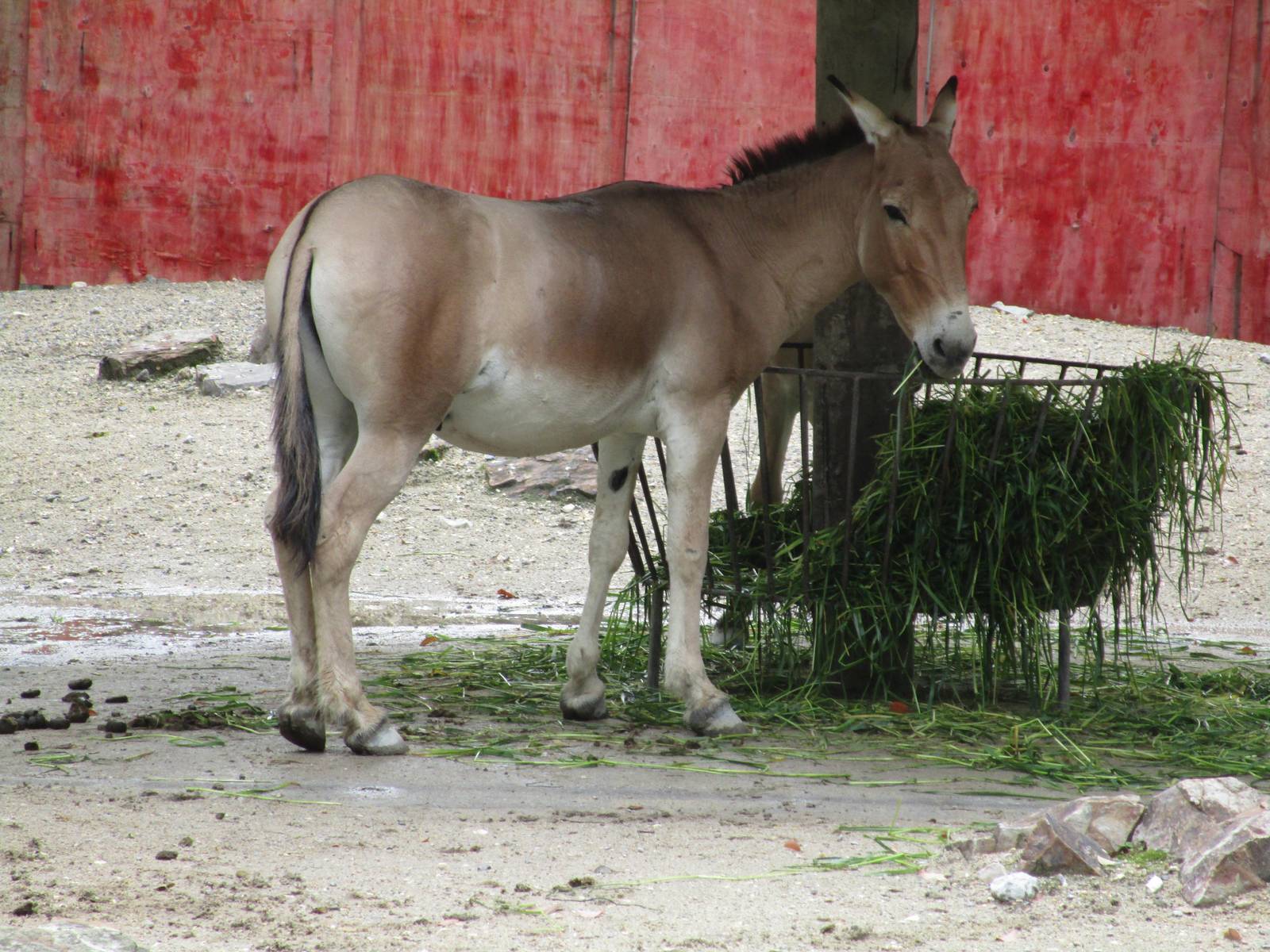 Mongolian Wild Ass - 16/04/2016