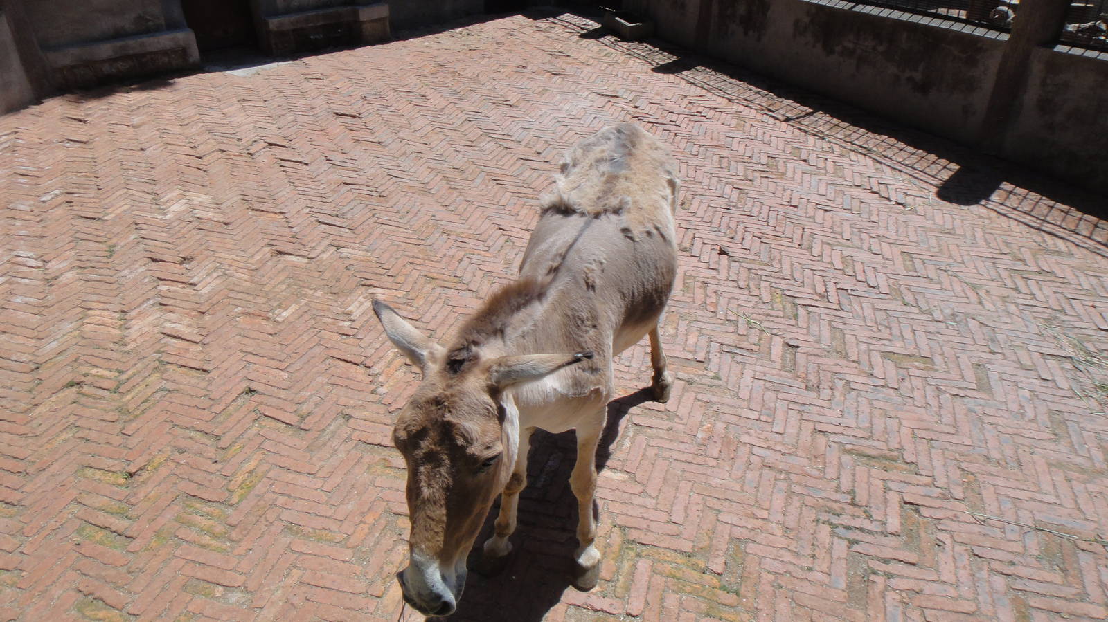 Mongolian wild ass at Kunming zoo 2014-5-13