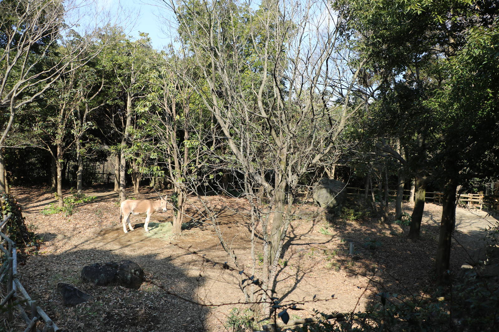 Mongolian wild ass enclosure, February 2016