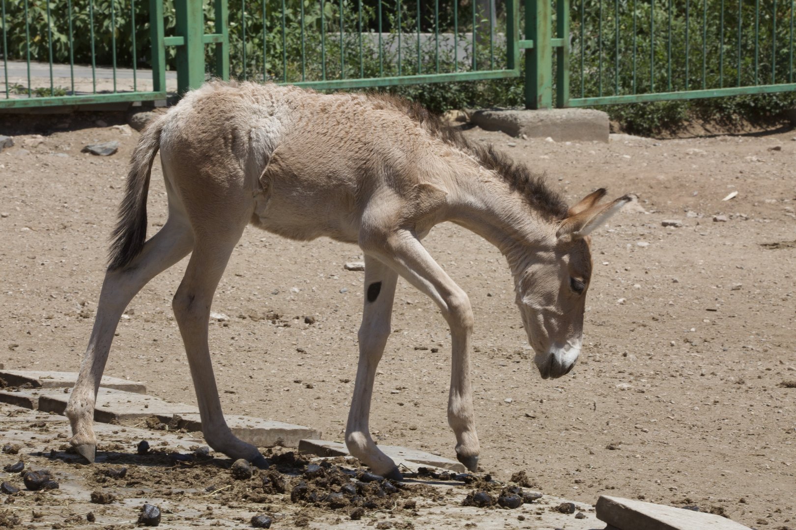 Mongolian Wild Ass/ Equus hemionus hemionus from Daqingshan Wildlife Park