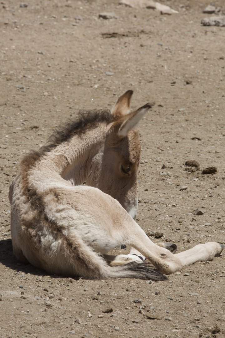 Mongolian Wild Ass/ Equus hemionus hemionus from Daqingshan Wildlife Park