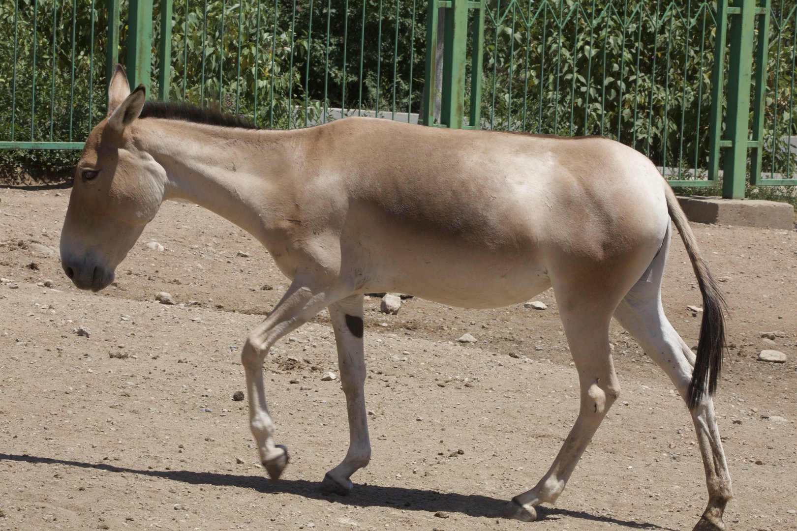 Mongolian Wild Ass/ Equus hemionus hemionus from Daqingshan Wildlife Park