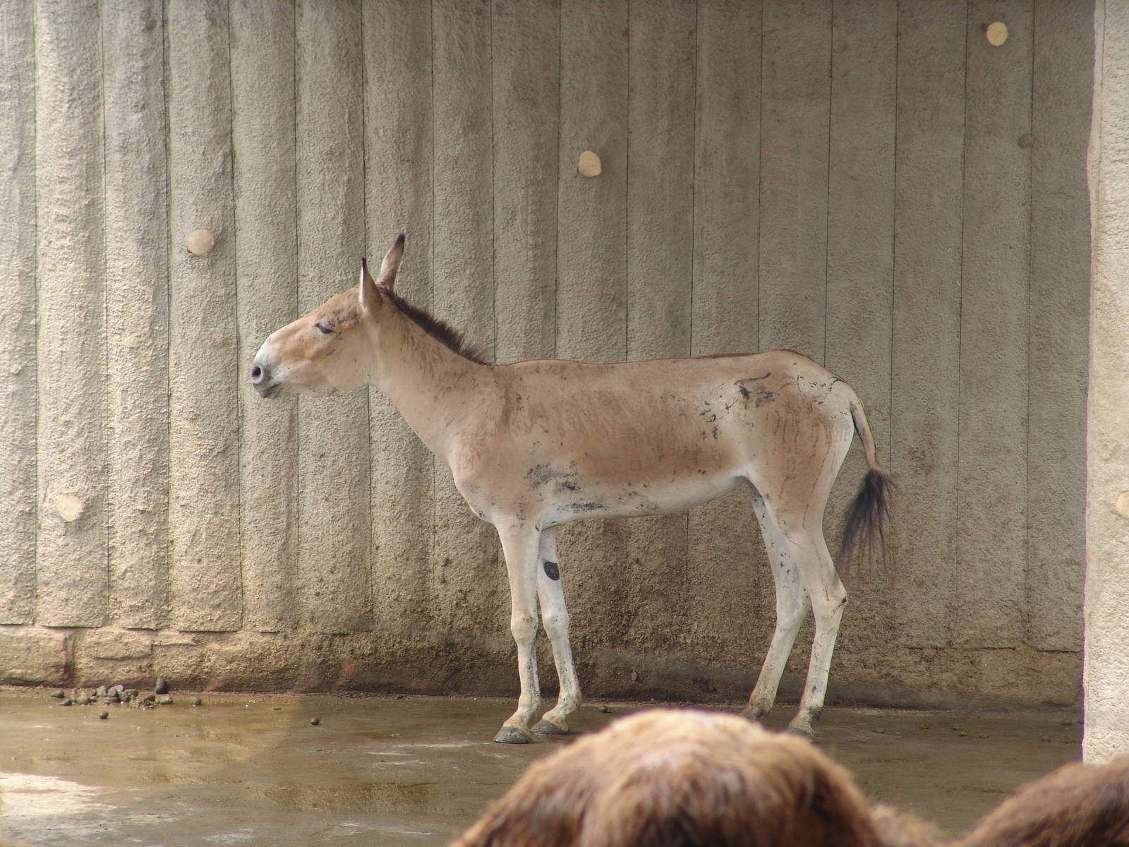 Mongolian Wild Ass (Equus hemionus hemionus)?