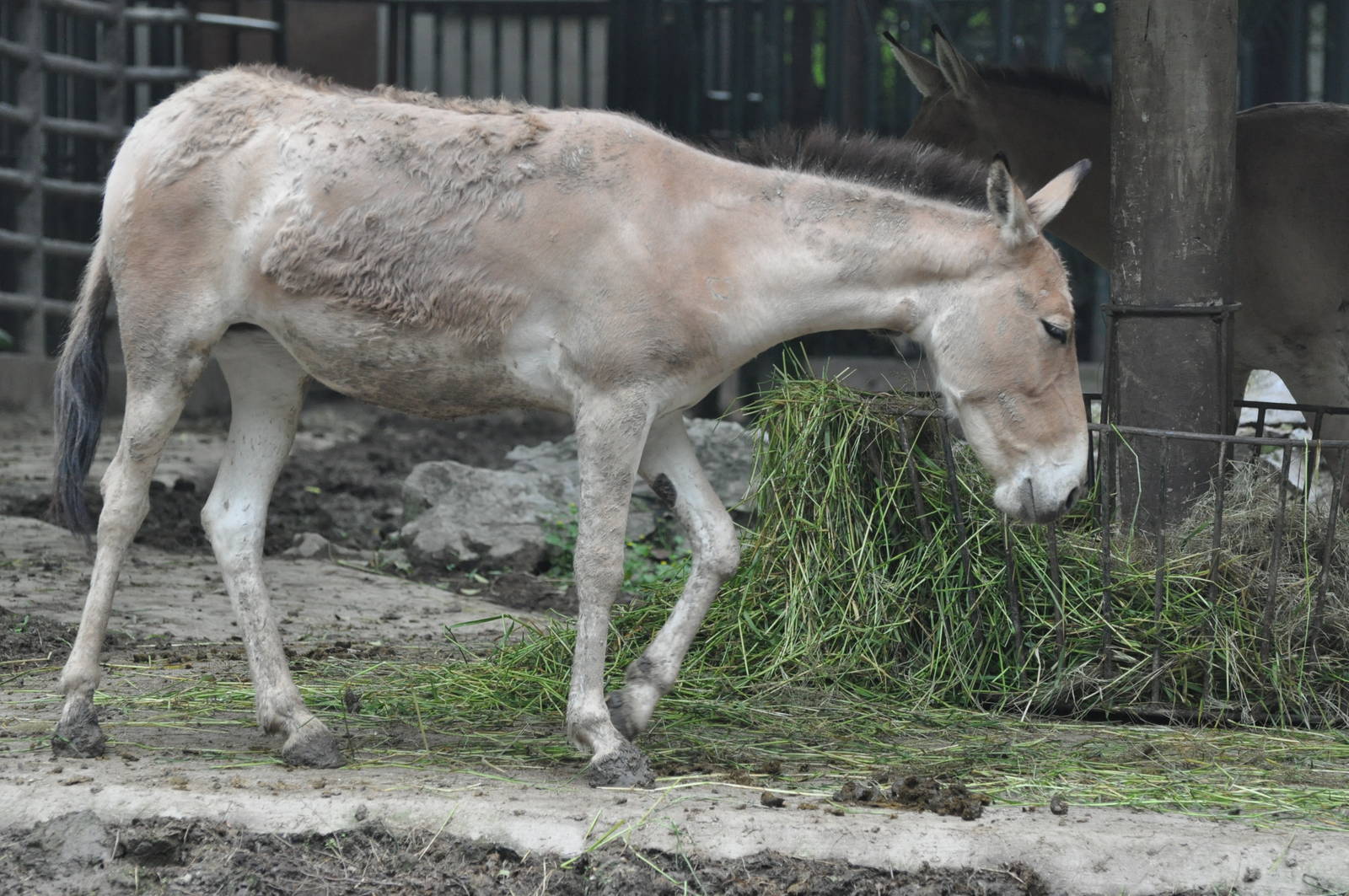 Mongolian wild ass/ Equus hemionus hemionus