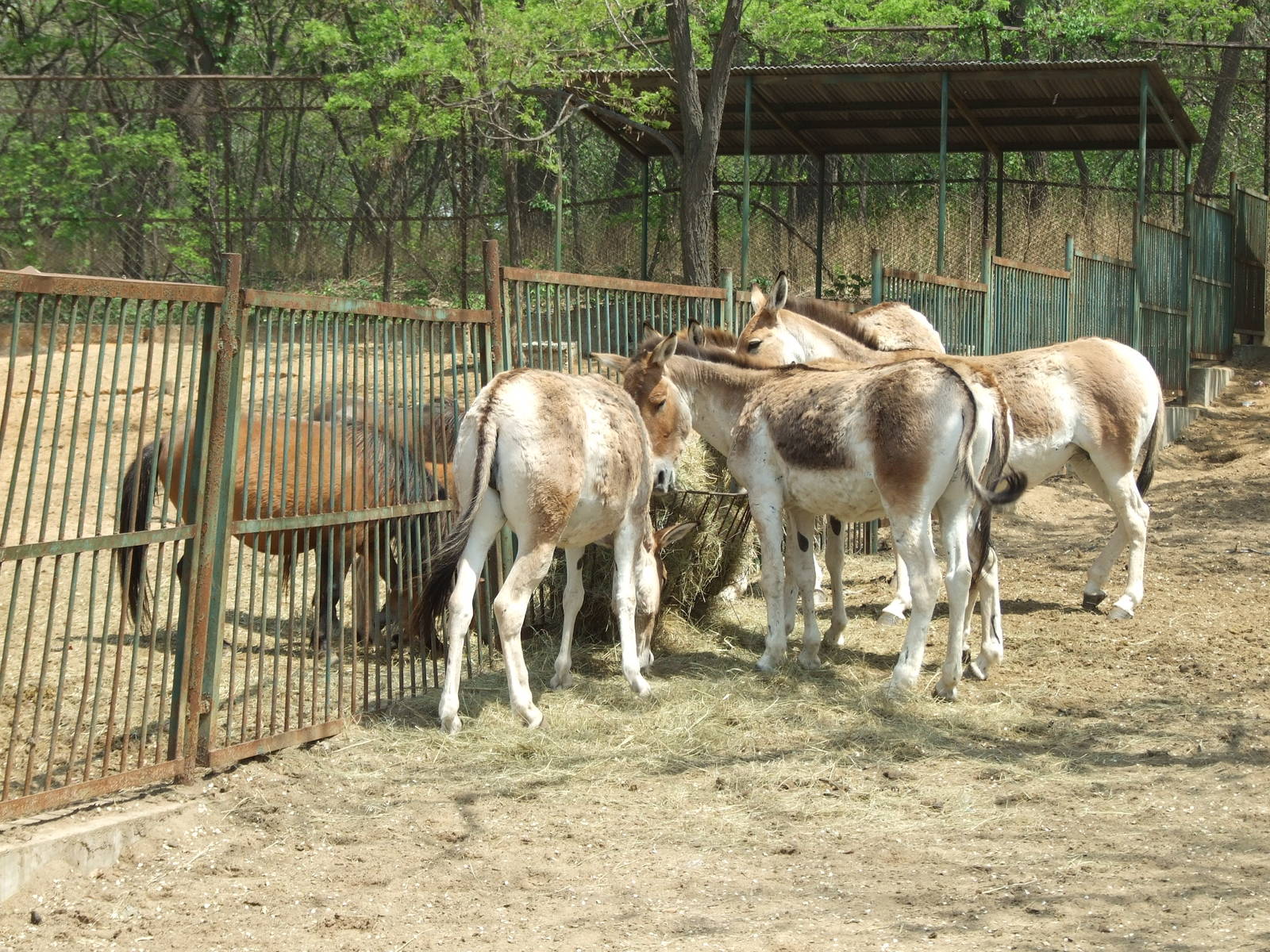 Mongolian wild ass (Equus hemionus hemionus)