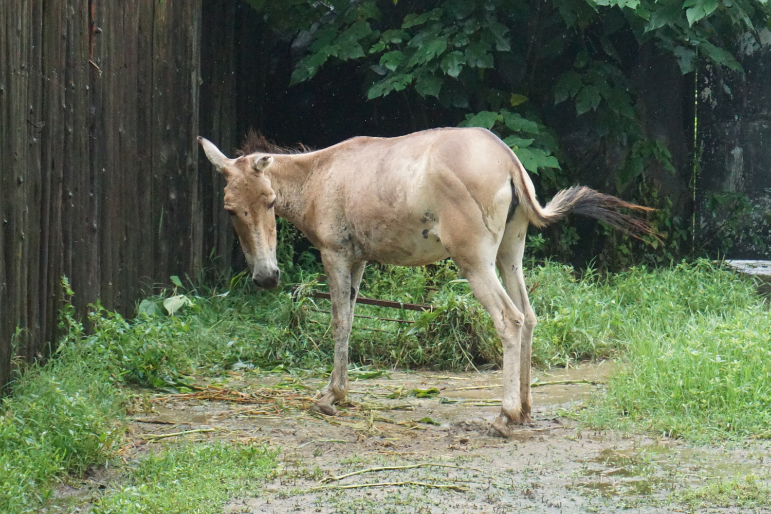 Mongolian wild ass (Equus hemionus hemionus)