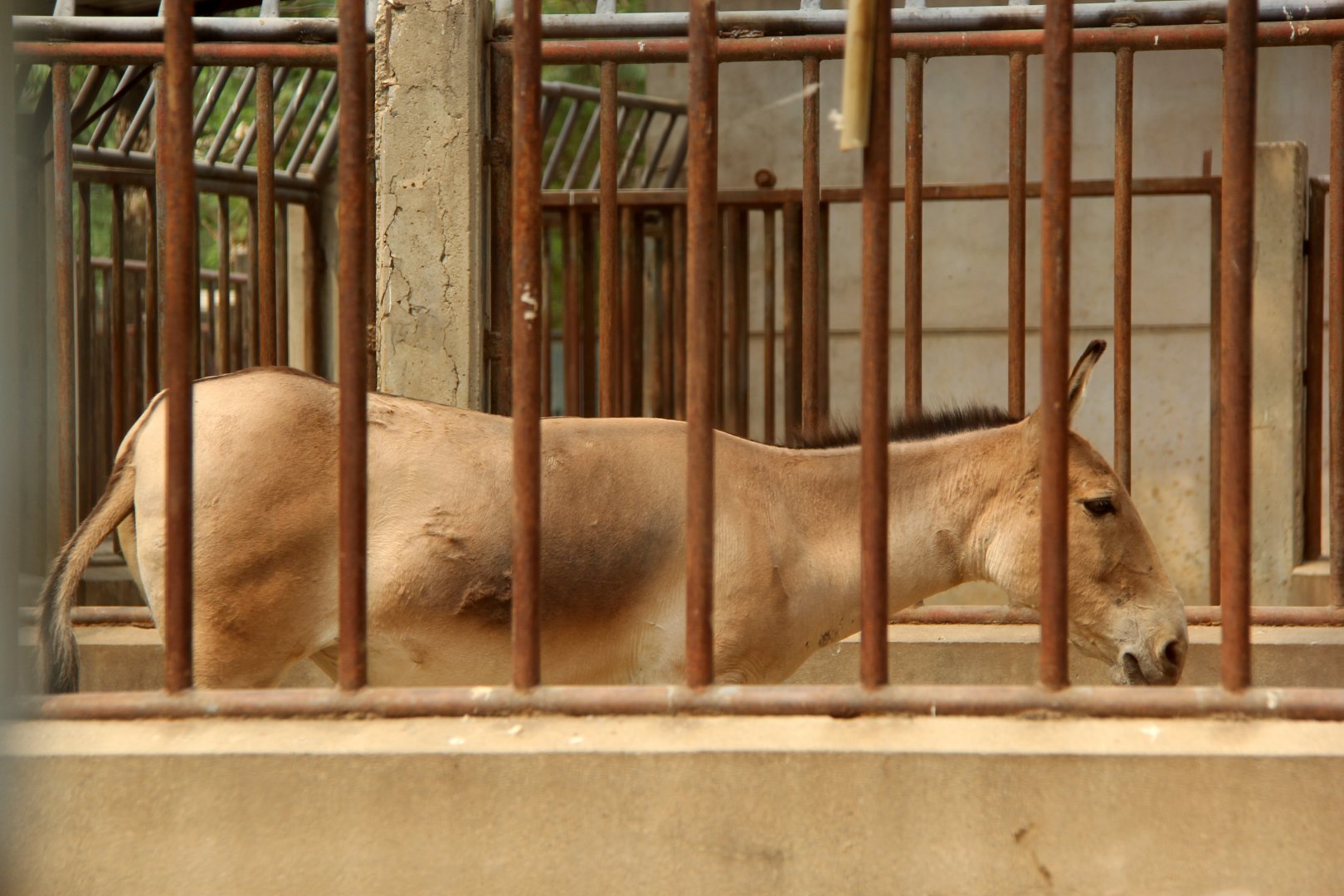 Mongolian wild ass (Equus hemionus hemionus)