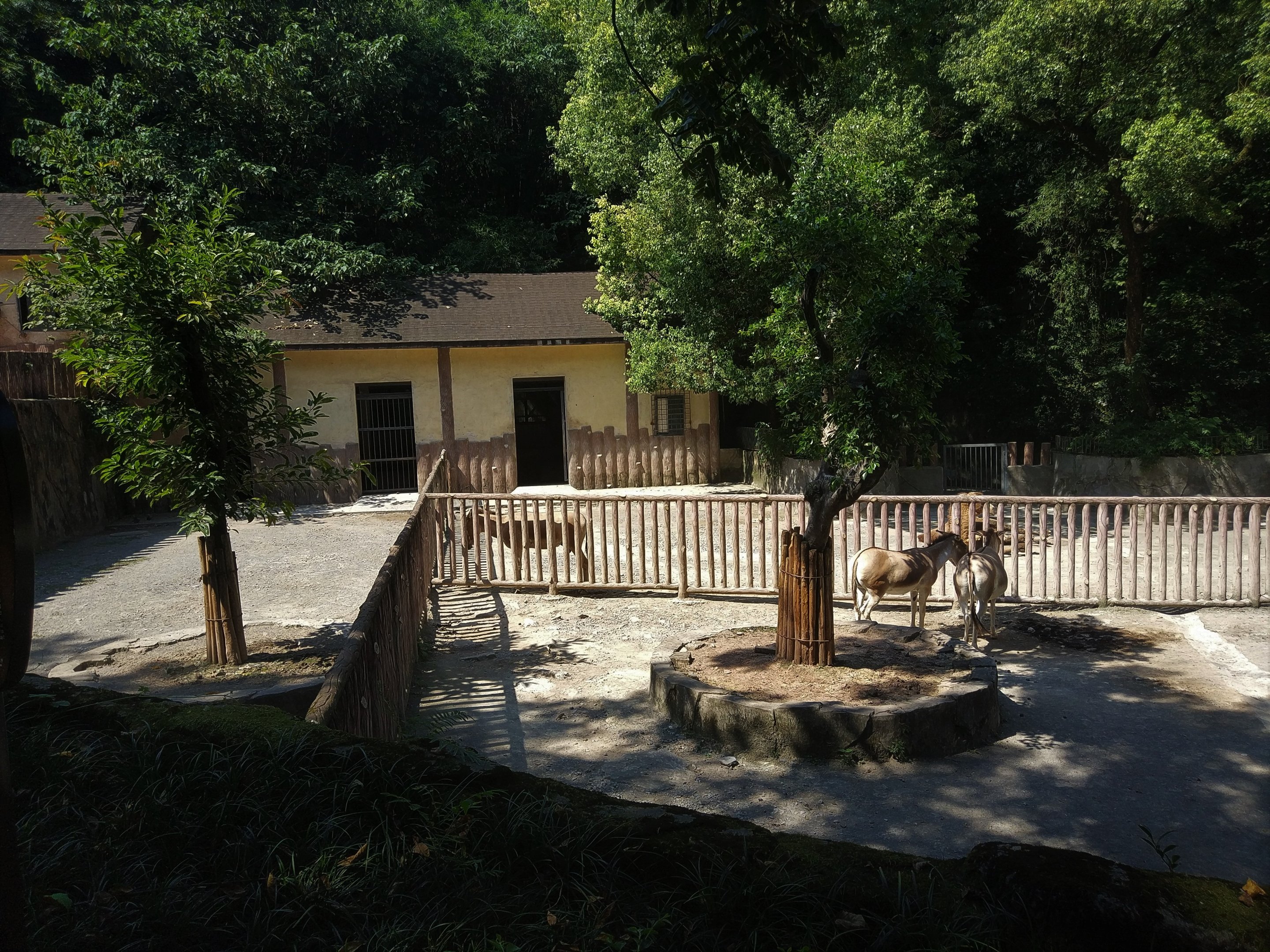 Mongolian Wild Ass Exhibit