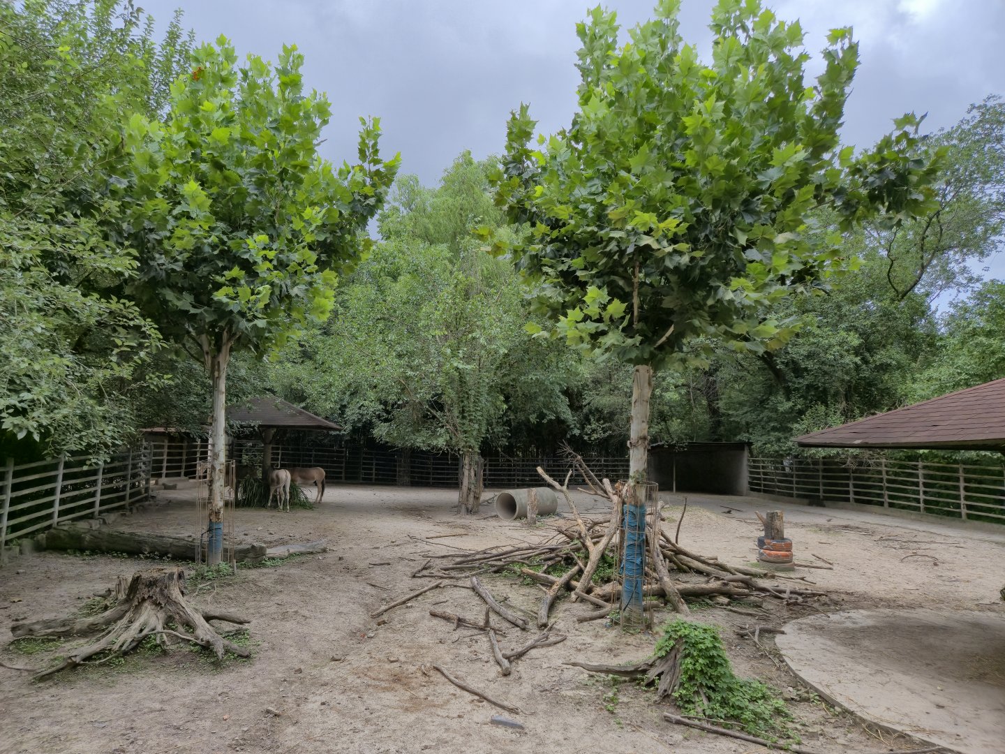Mongolian Wild Ass exhibit